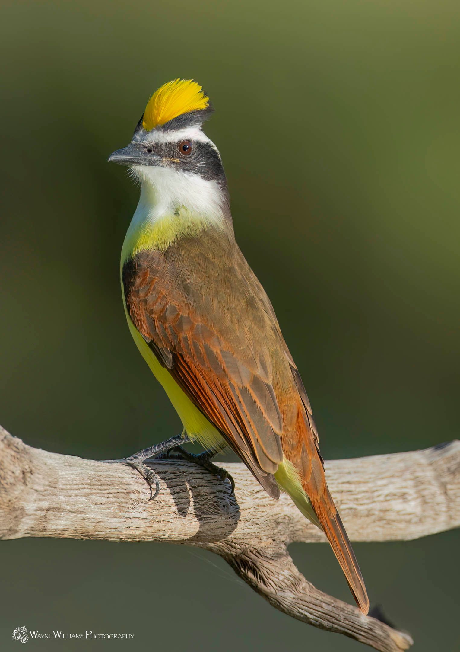 A small bird with a yellow hat on its head is perched on a branch.