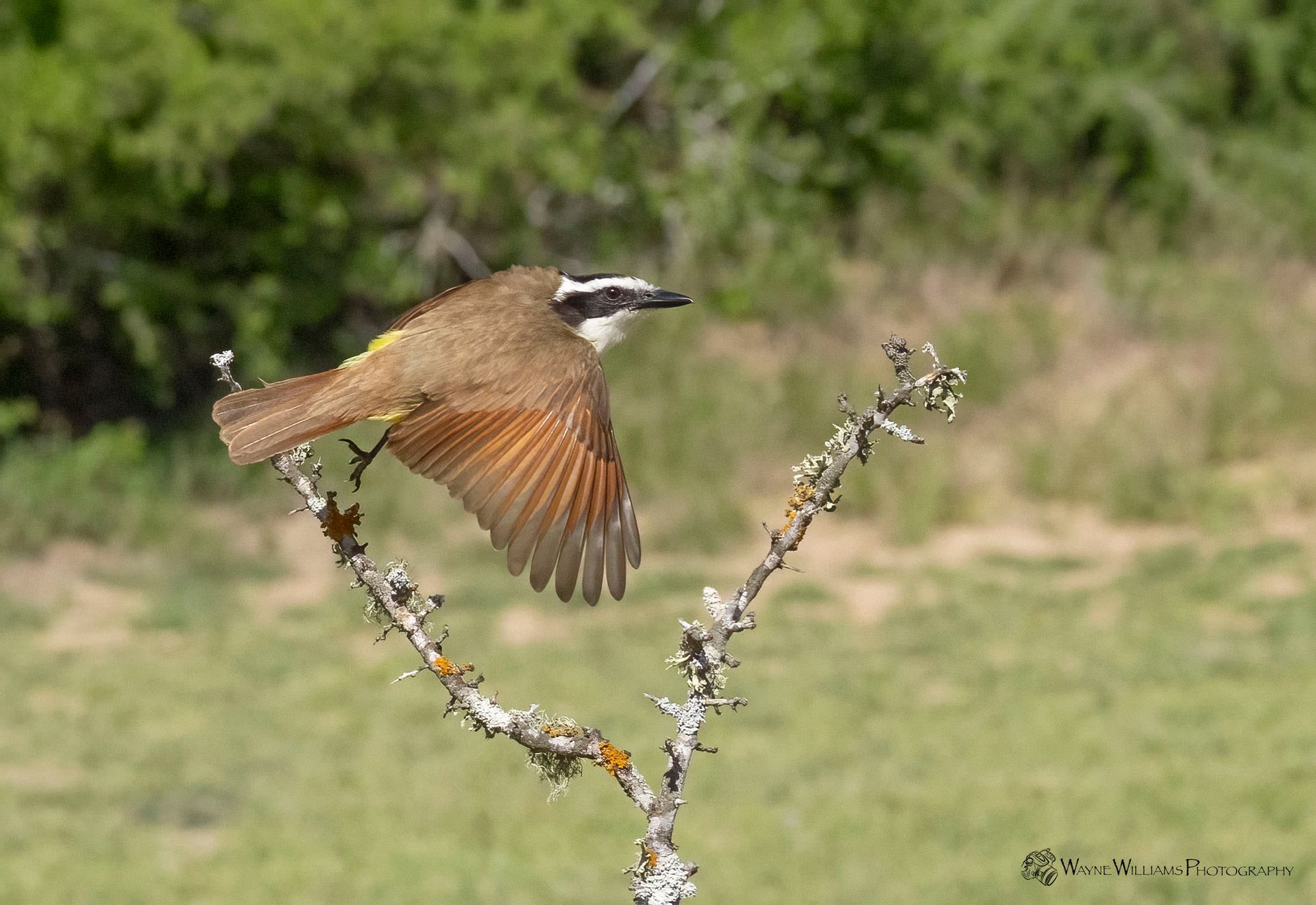 A bird is perched on a tree branch with its wings outstretched.