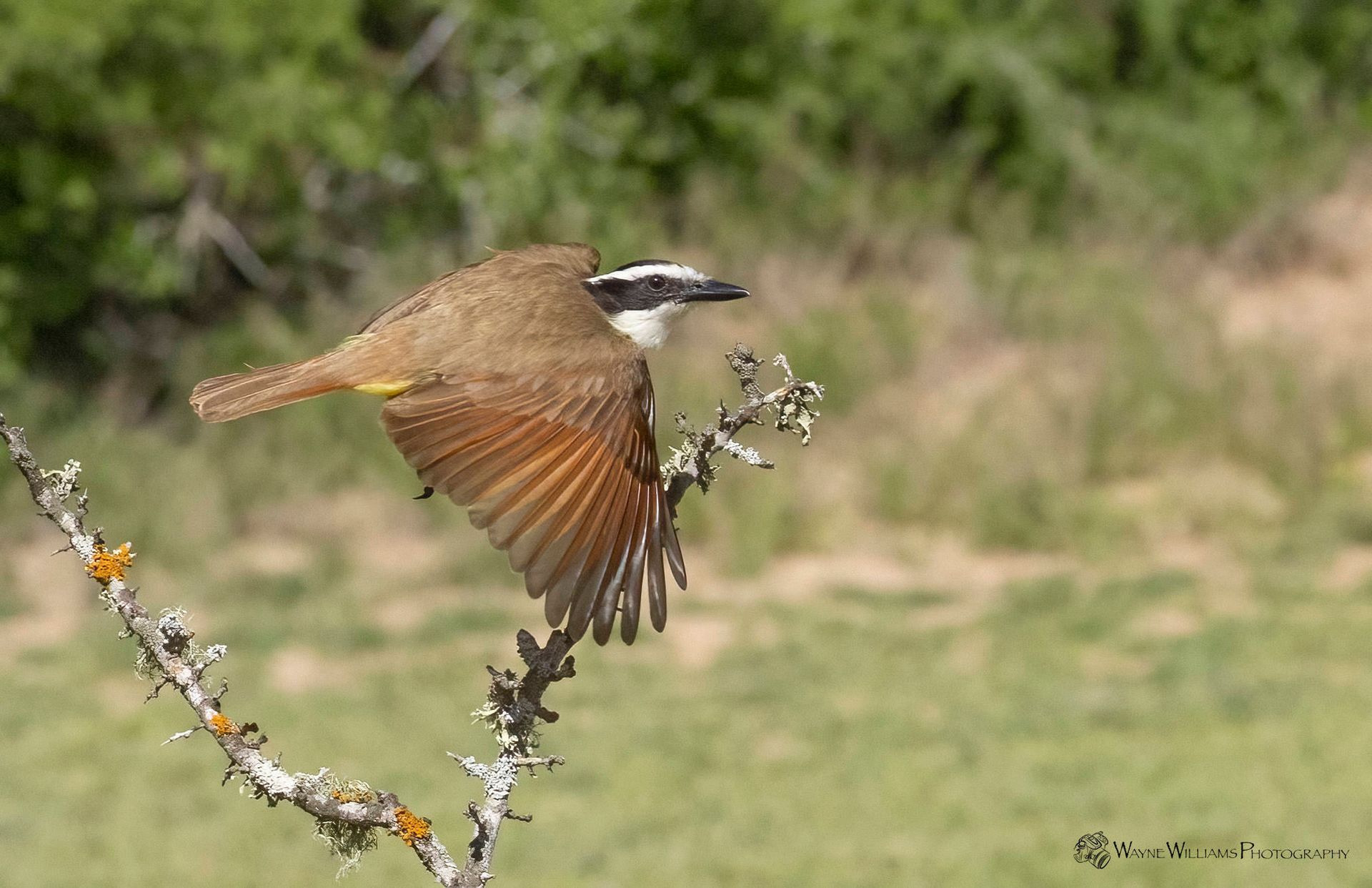 A bird is perched on a branch with its wings outstretched.