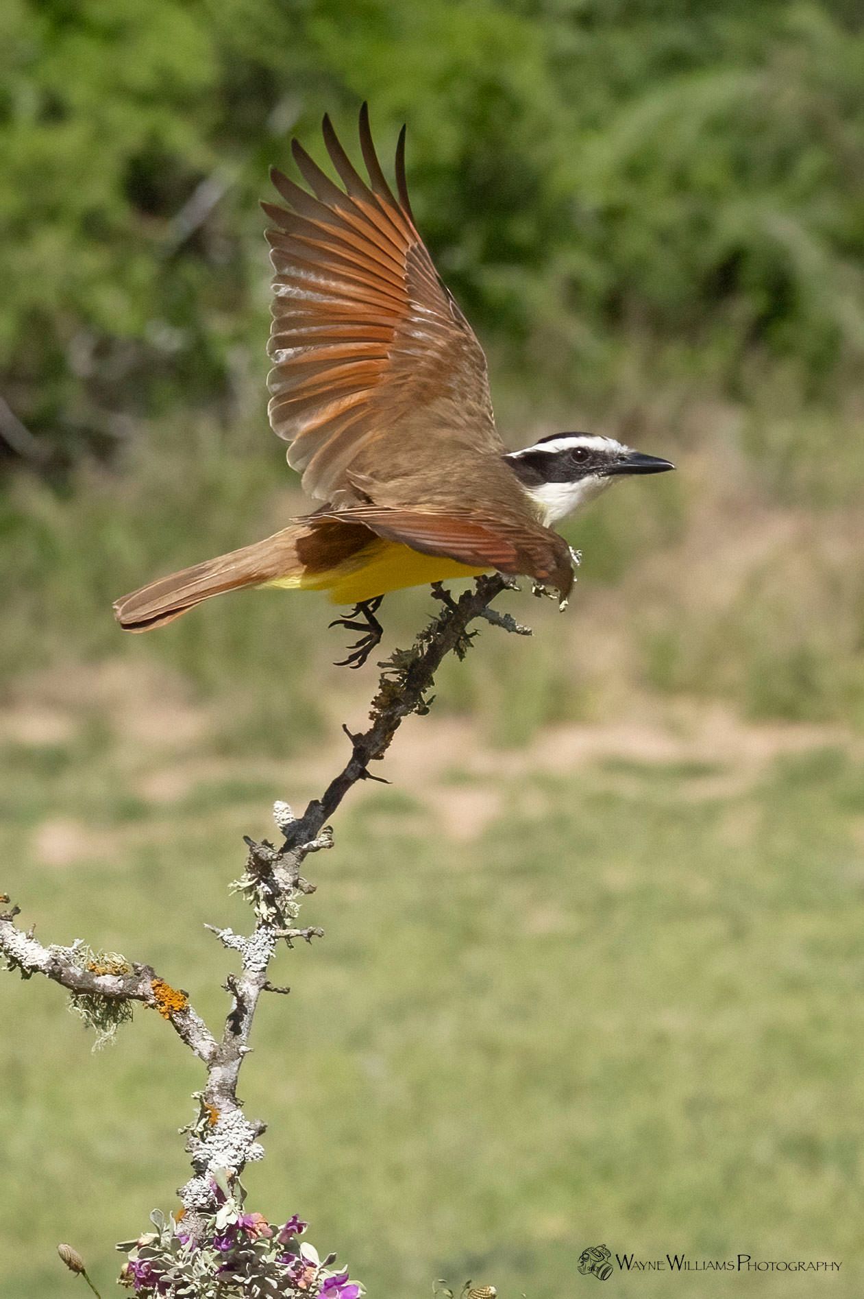 A bird is perched on a branch with its wings spread.