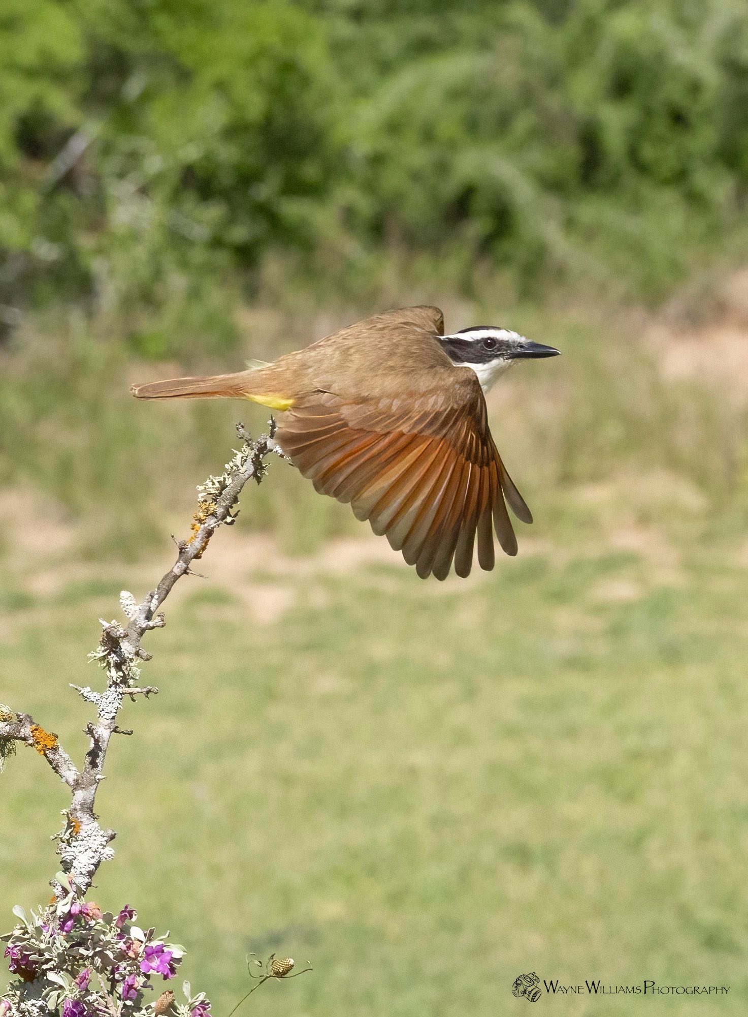 A bird is flying over a branch with its wings outstretched