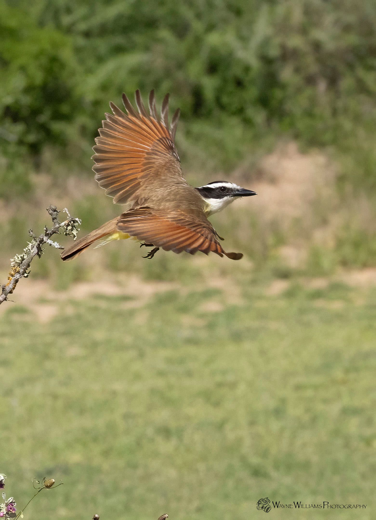 A bird is flying over a field with its wings spread.