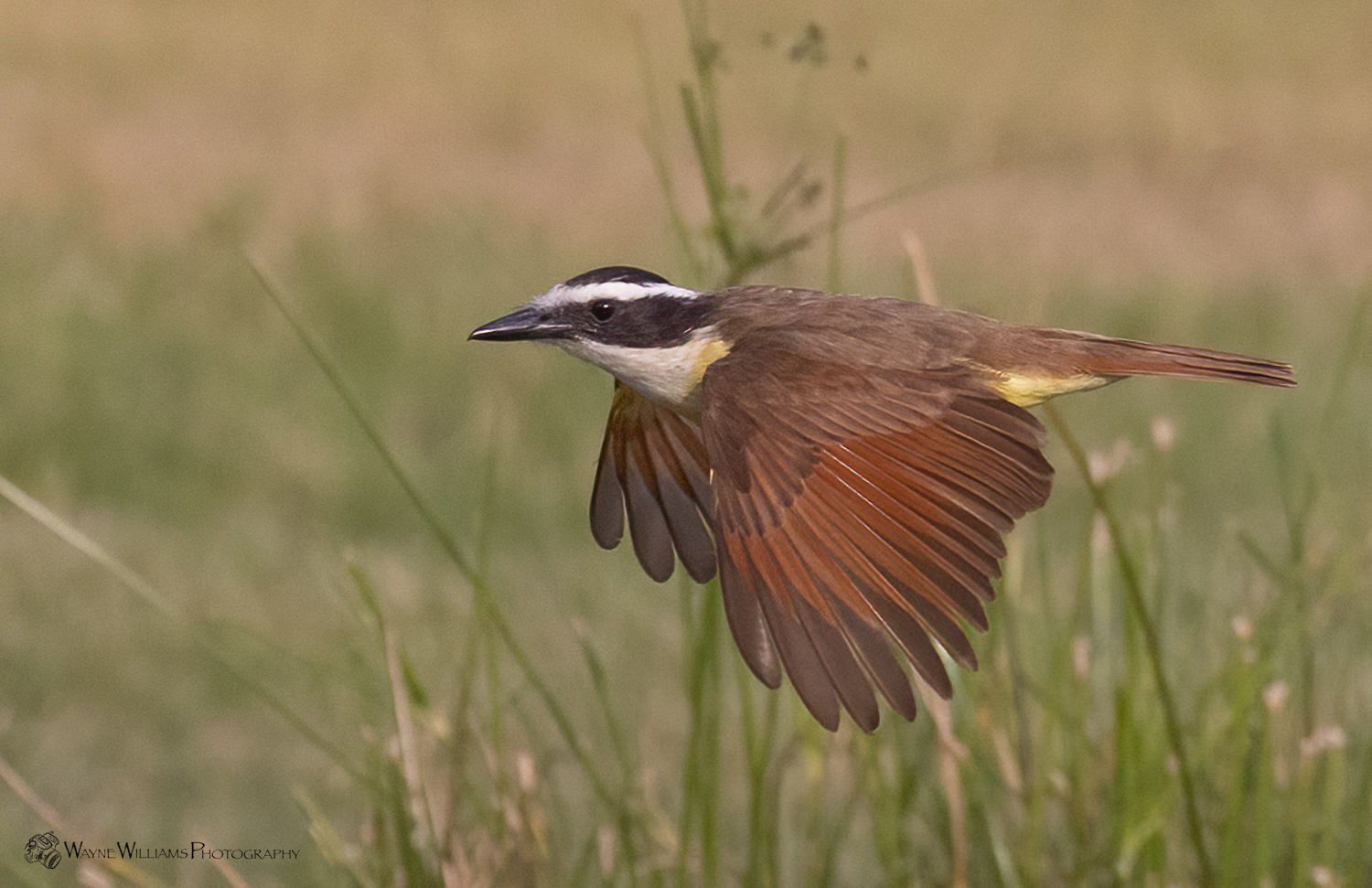 A bird is flying over a field of tall grass.