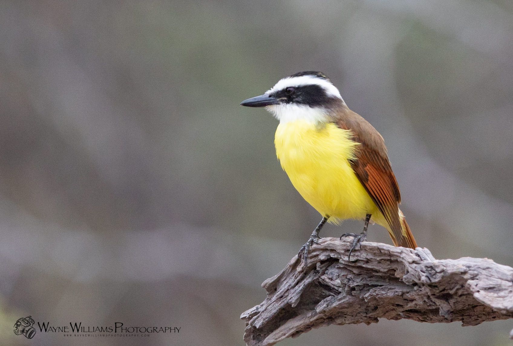 A small yellow and brown bird perched on a branch