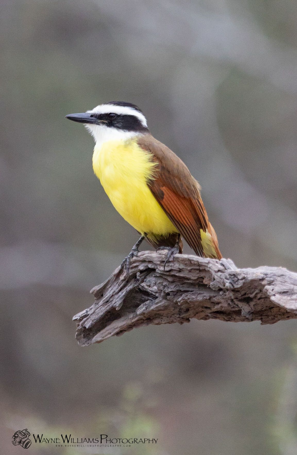 A small yellow and brown bird perched on a branch.