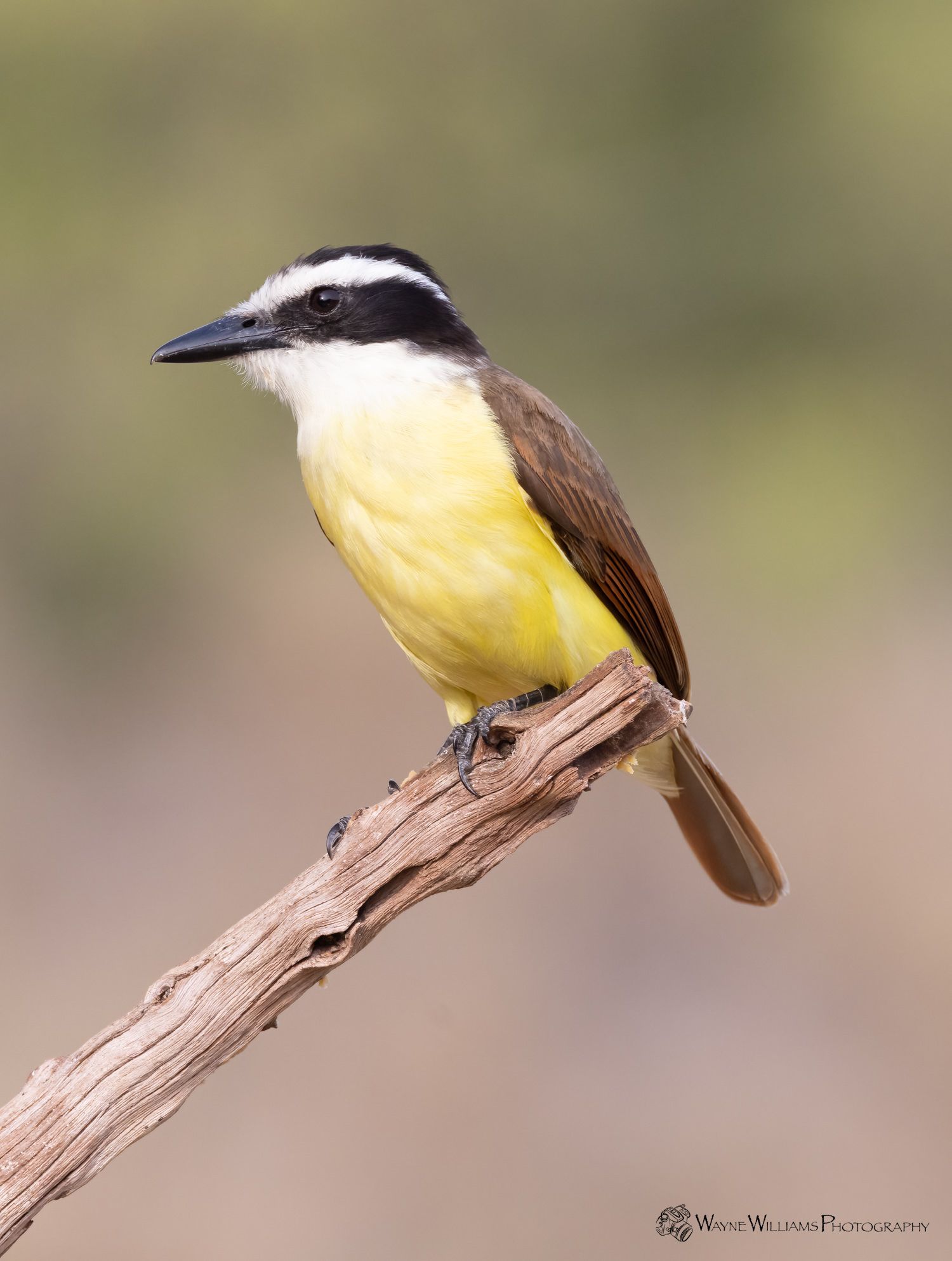 A small yellow and black bird perched on a branch.