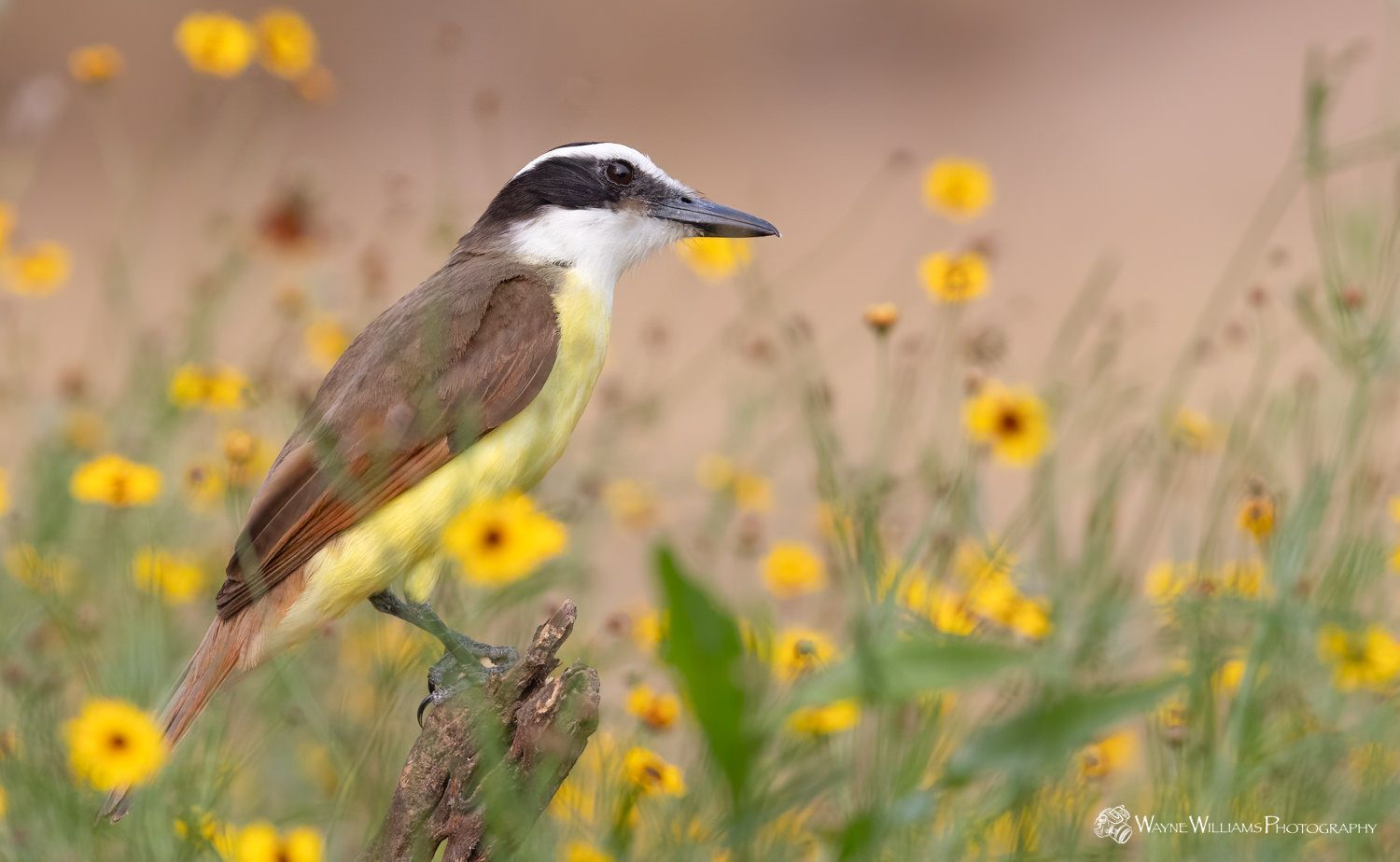A small bird perched on a branch in a field of yellow flowers.