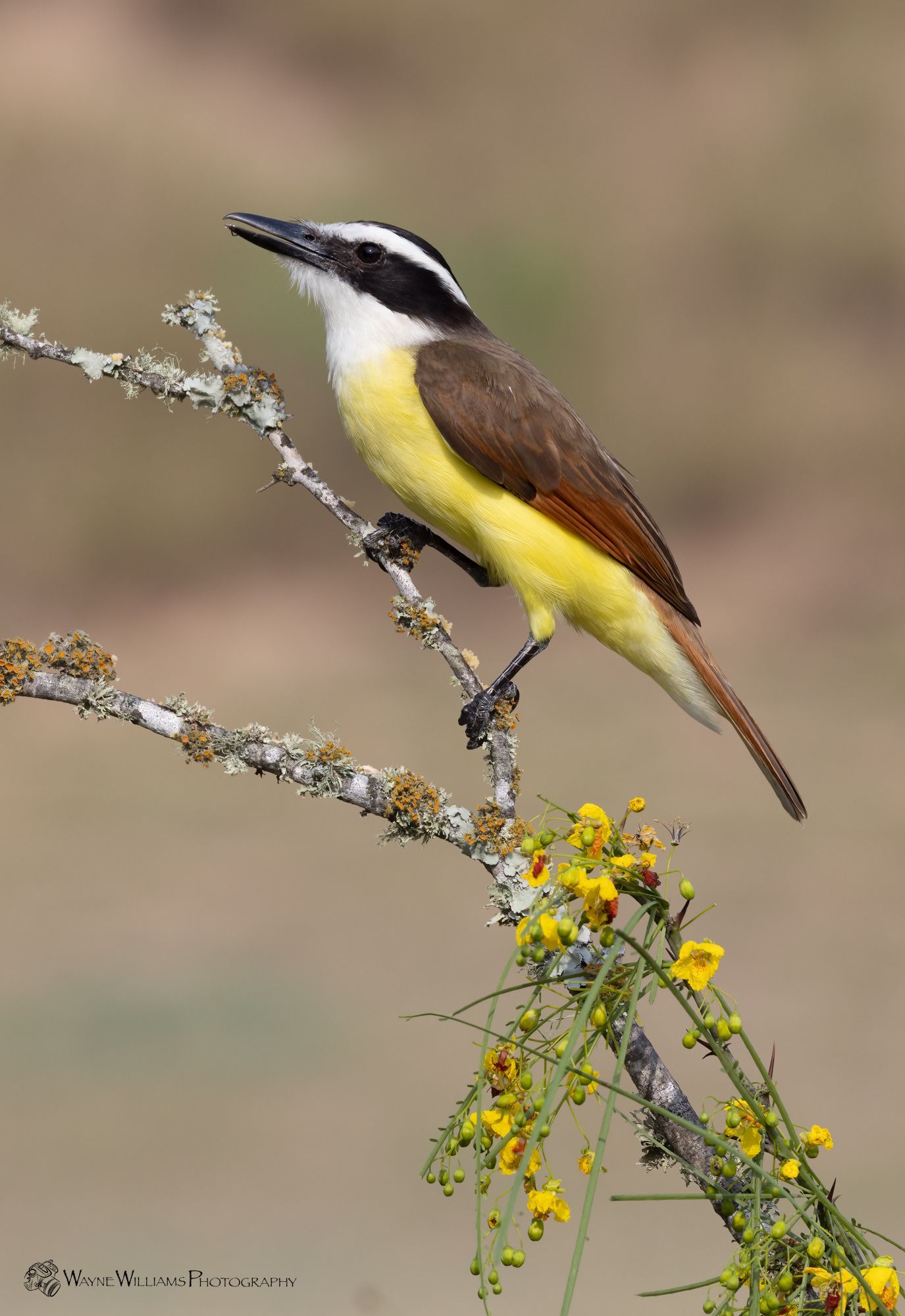 A small bird perched on a branch with yellow flowers.