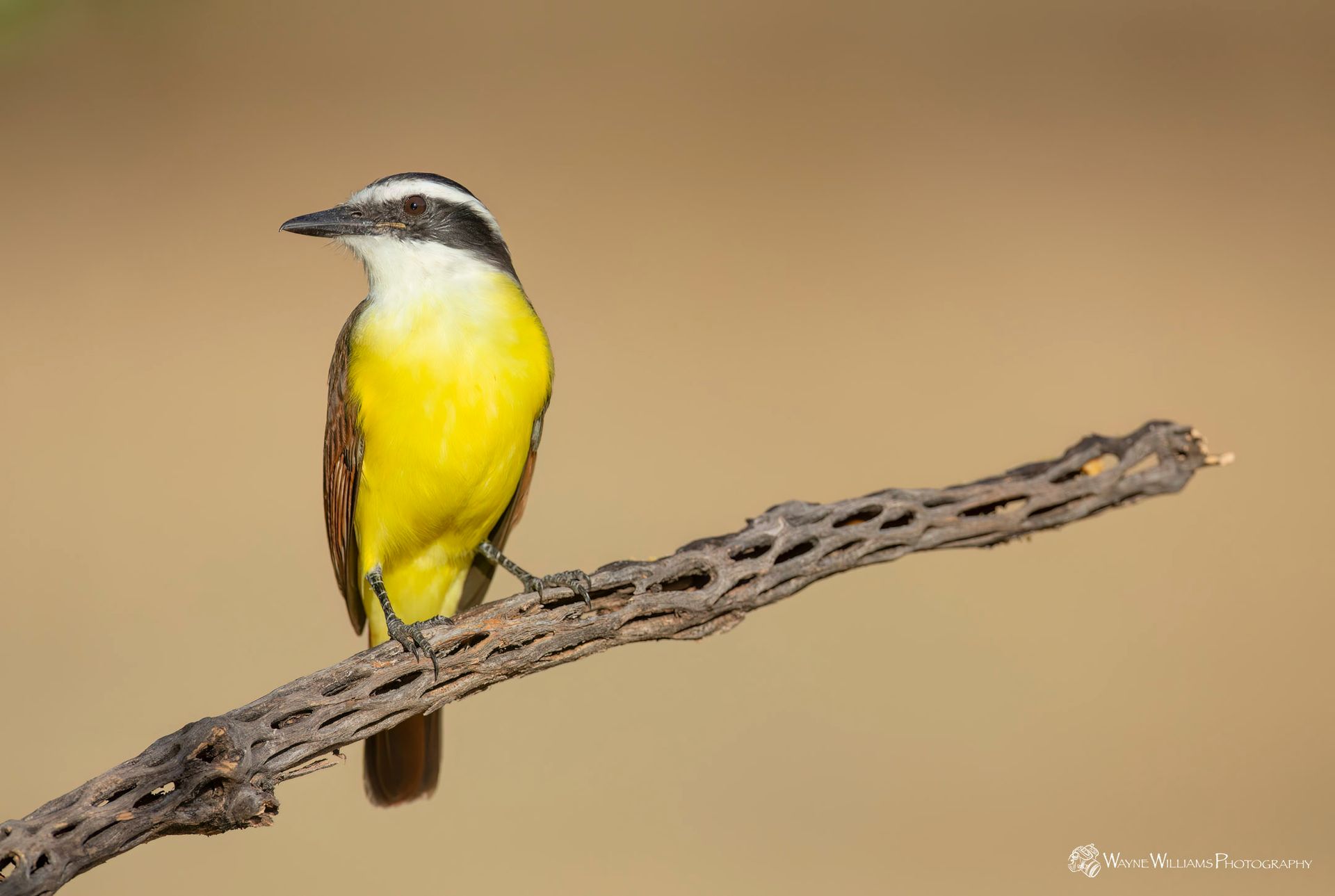 A small yellow and black bird perched on a branch.