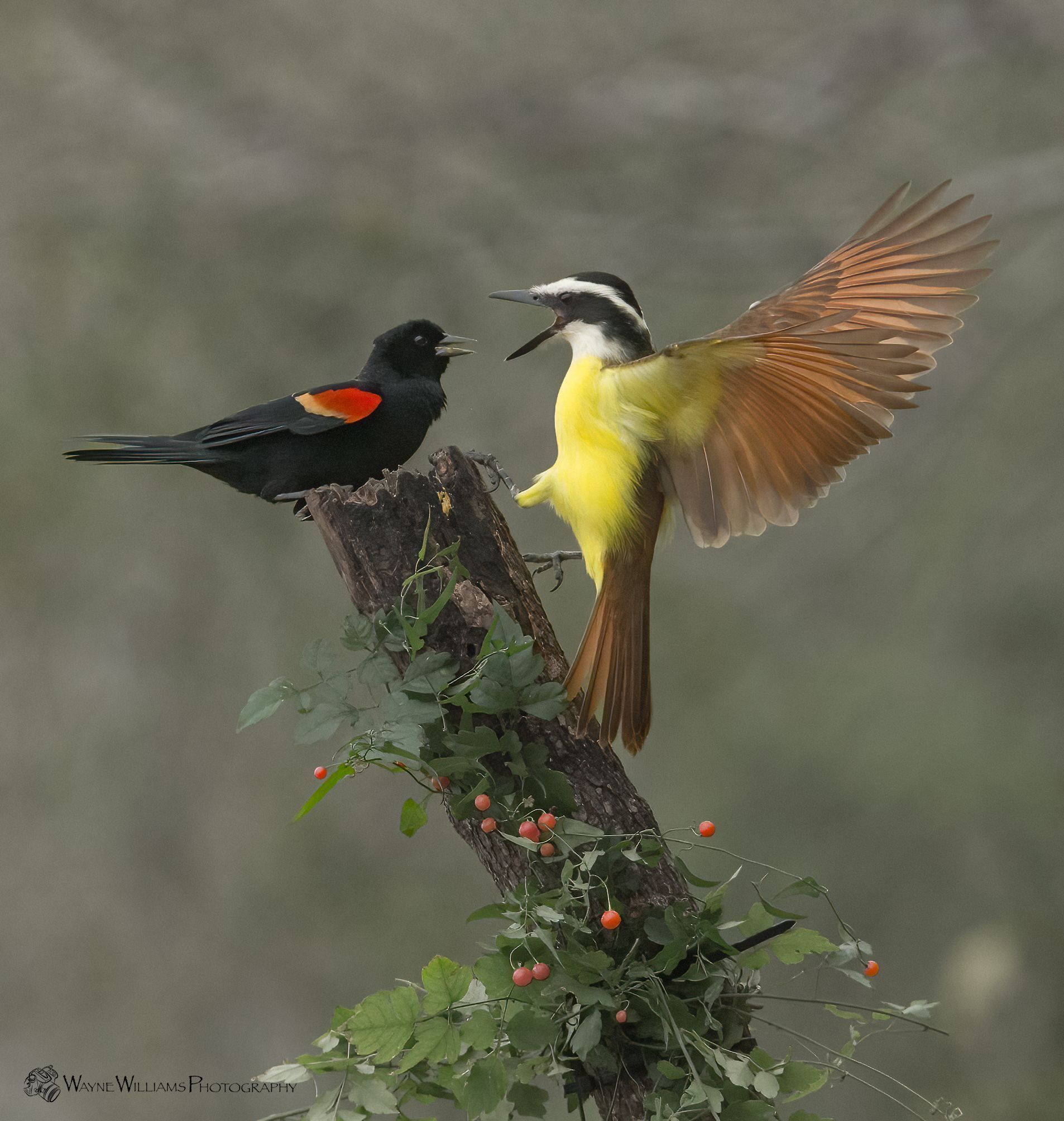 A black bird and a yellow bird are perched on a tree branch