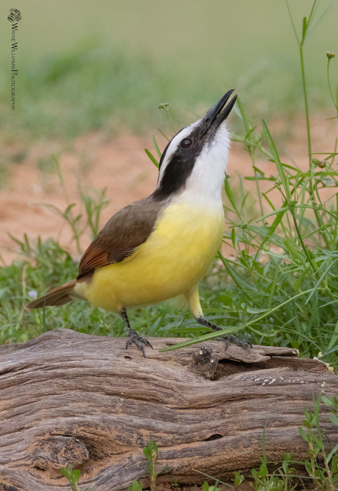 A small yellow and brown bird is perched on a log in the grass.