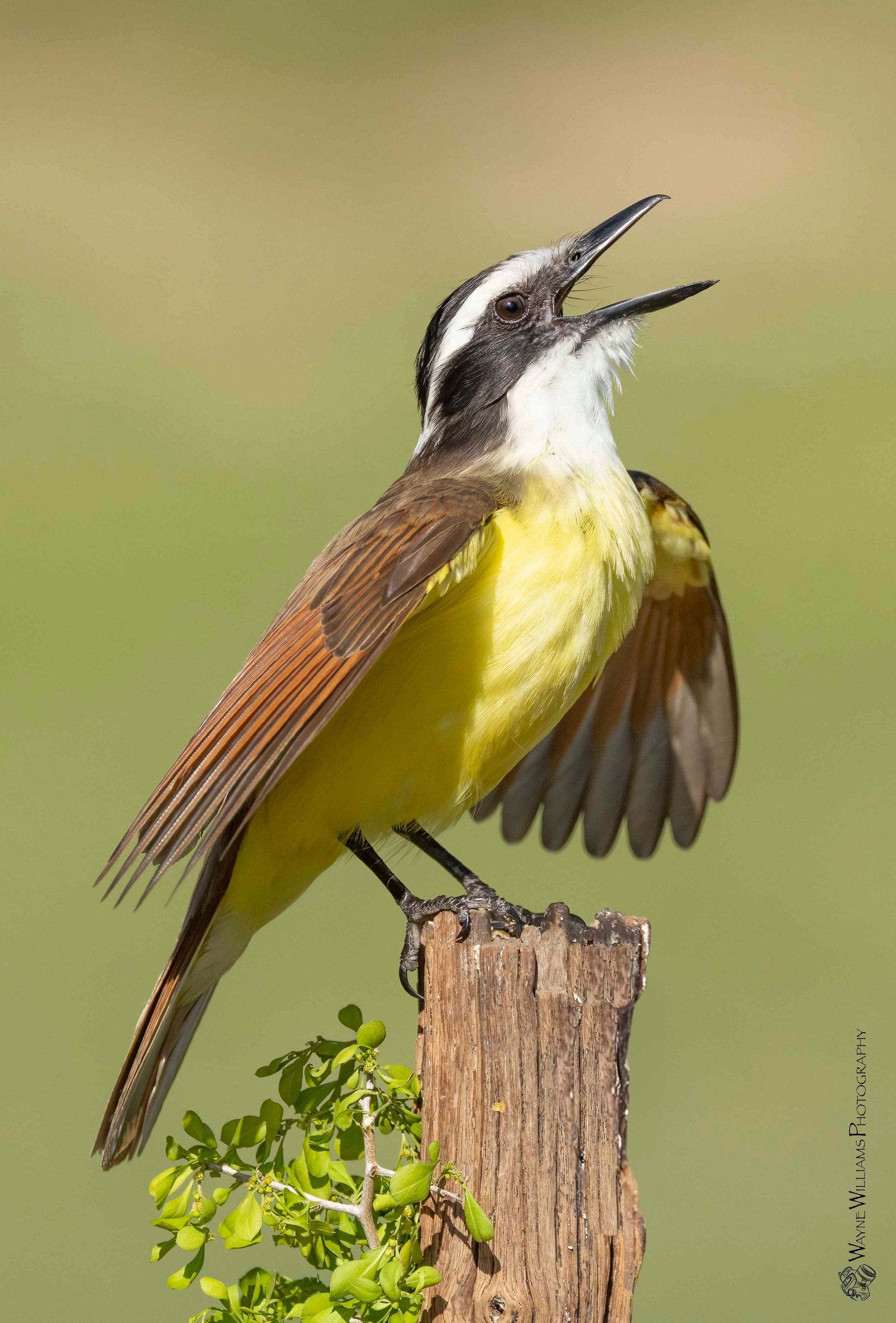 A small yellow and brown bird perched on a wooden post
