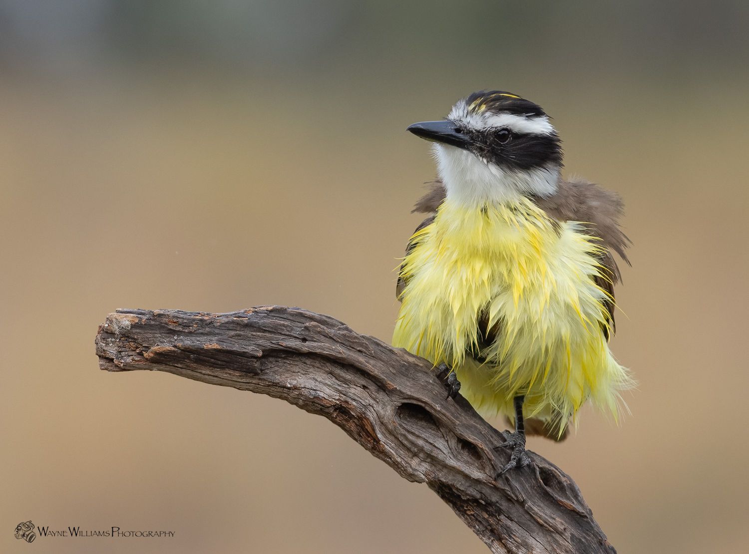A small yellow and black bird perched on a branch.