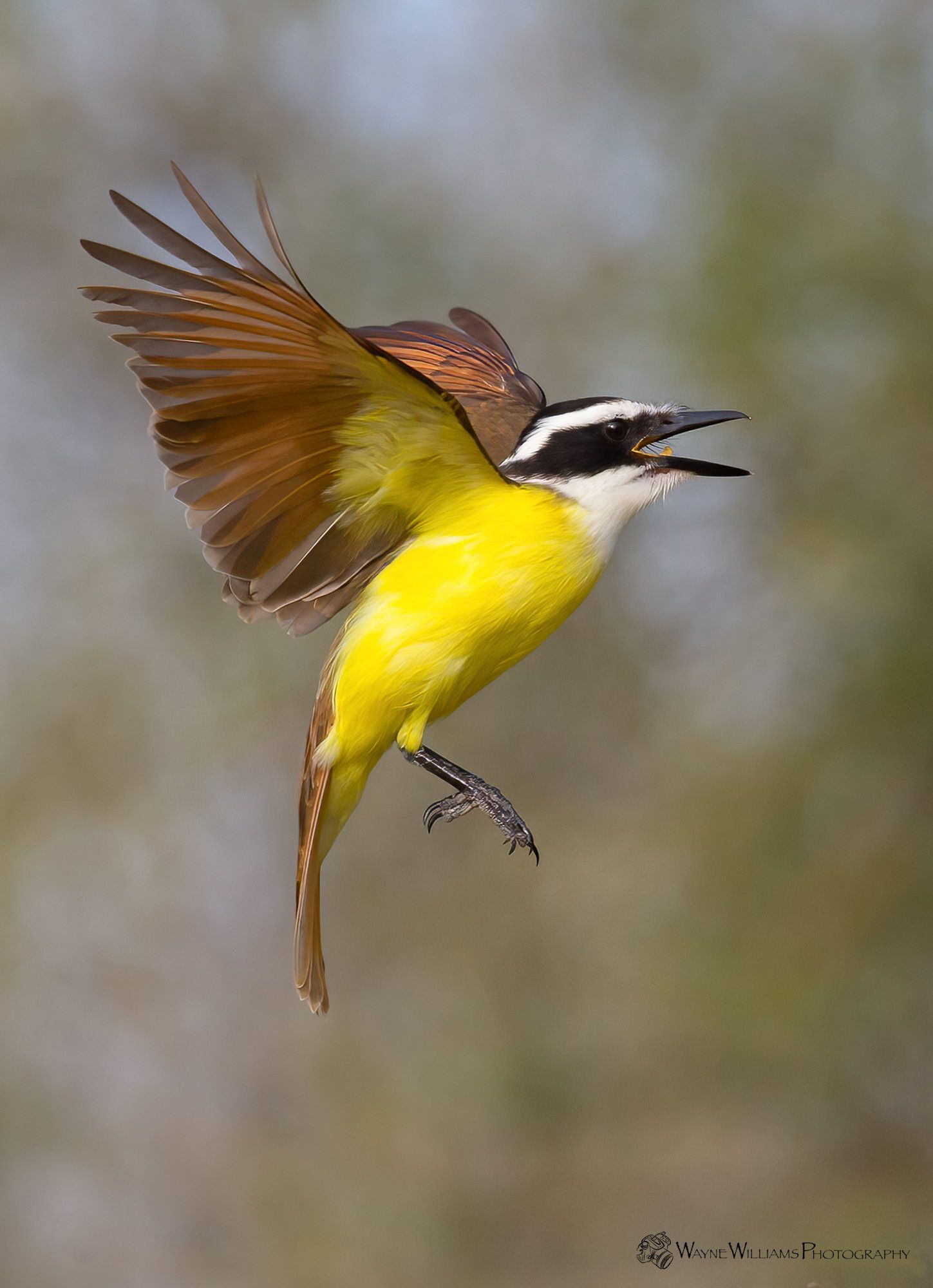 A yellow and brown bird is flying in the air