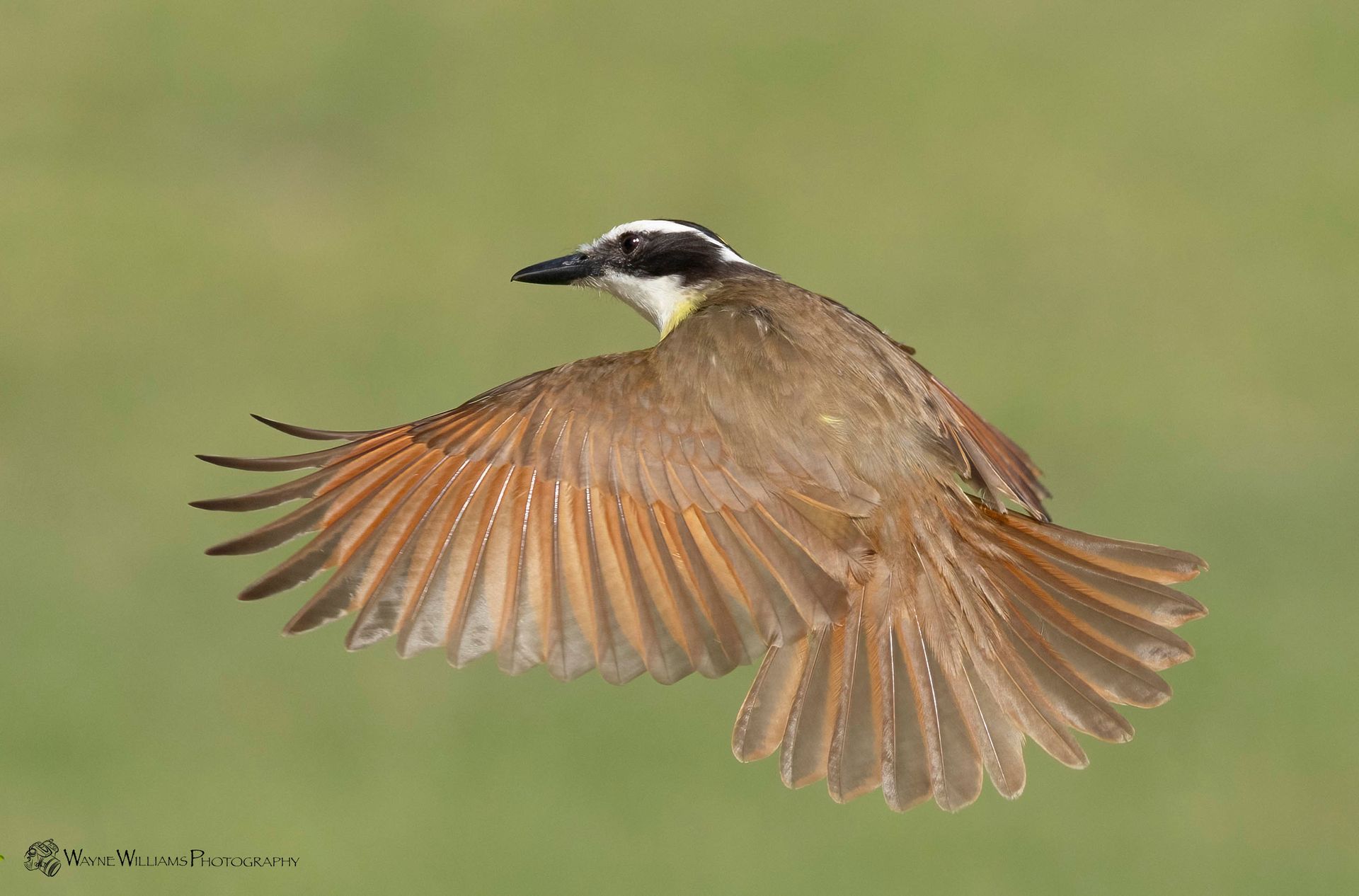 A small bird is flying through the air with its wings spread.