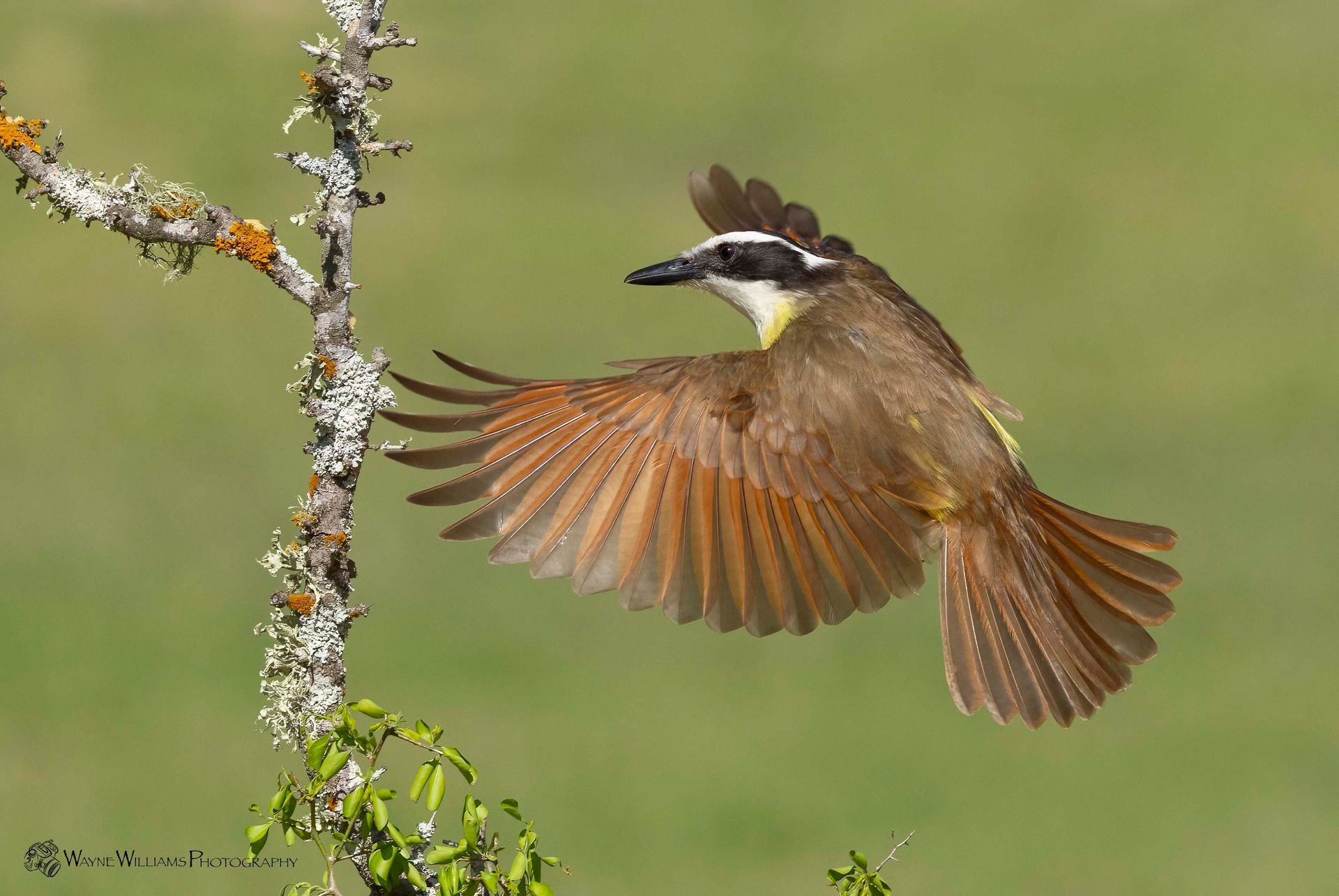 A small bird is flying over a tree branch.
