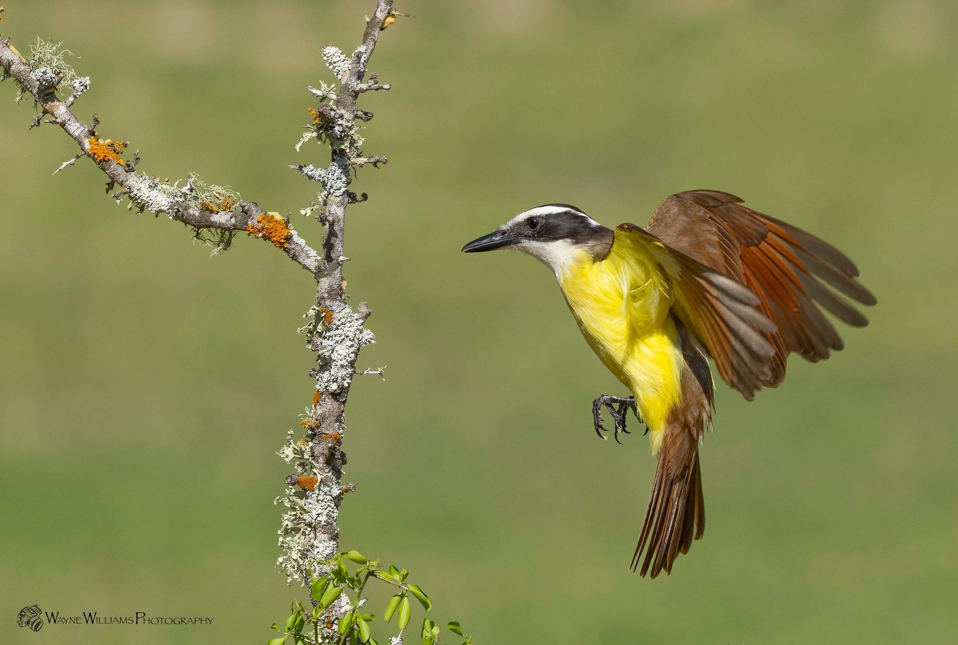 A yellow and brown bird is flying near a tree branch.
