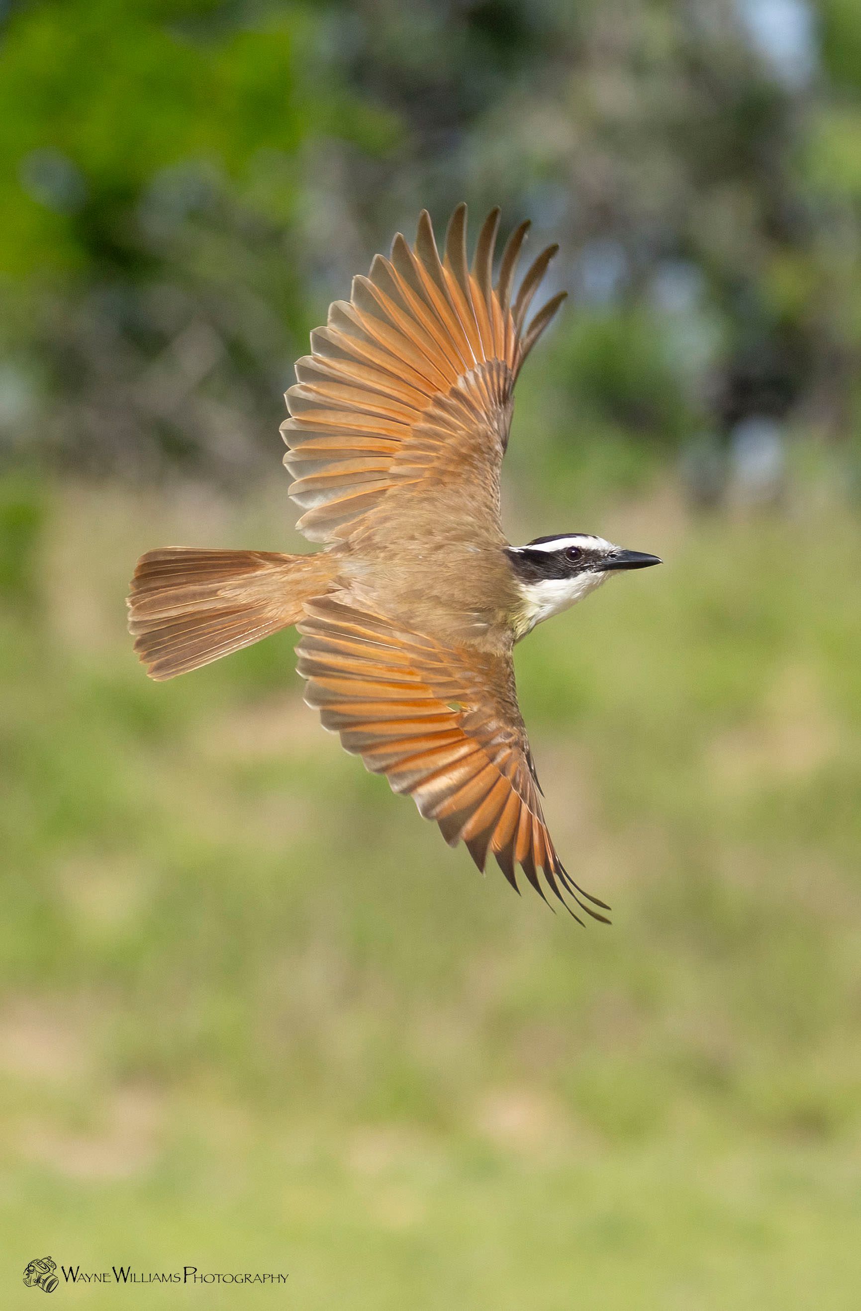 A bird is flying through the air with its wings spread.