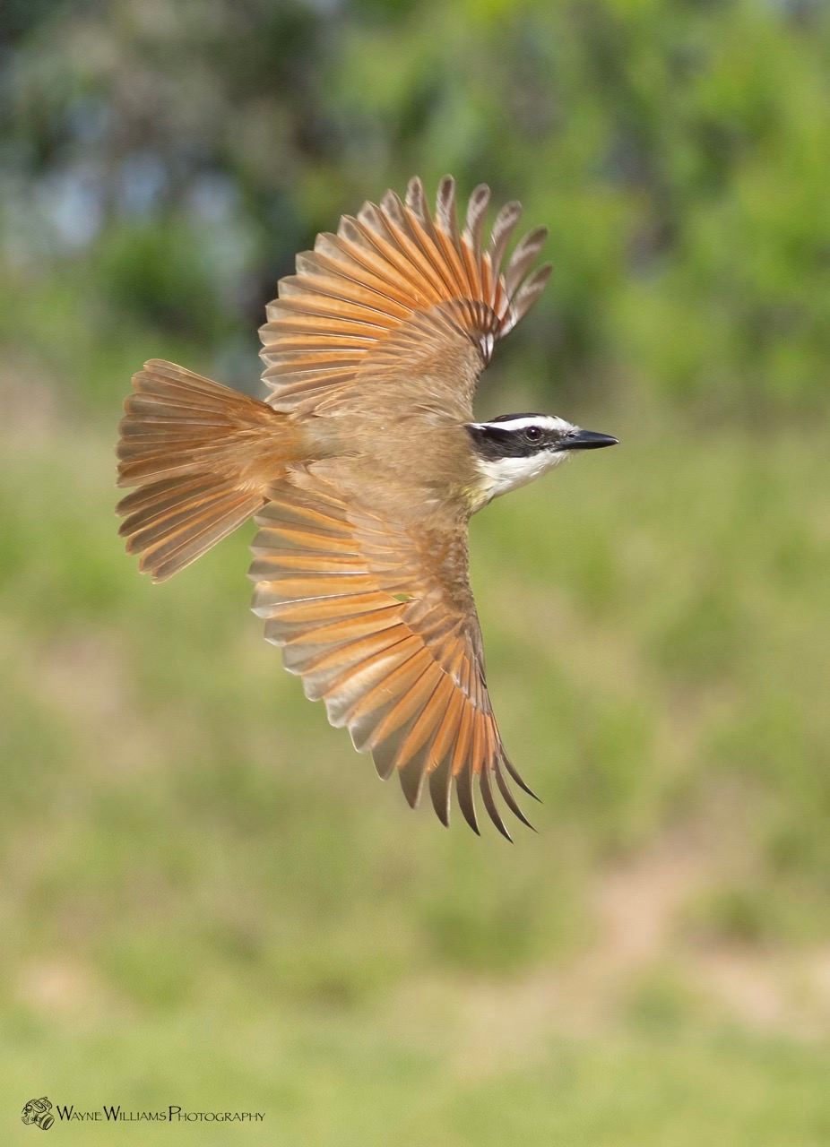 A bird is flying in the air with its wings spread.