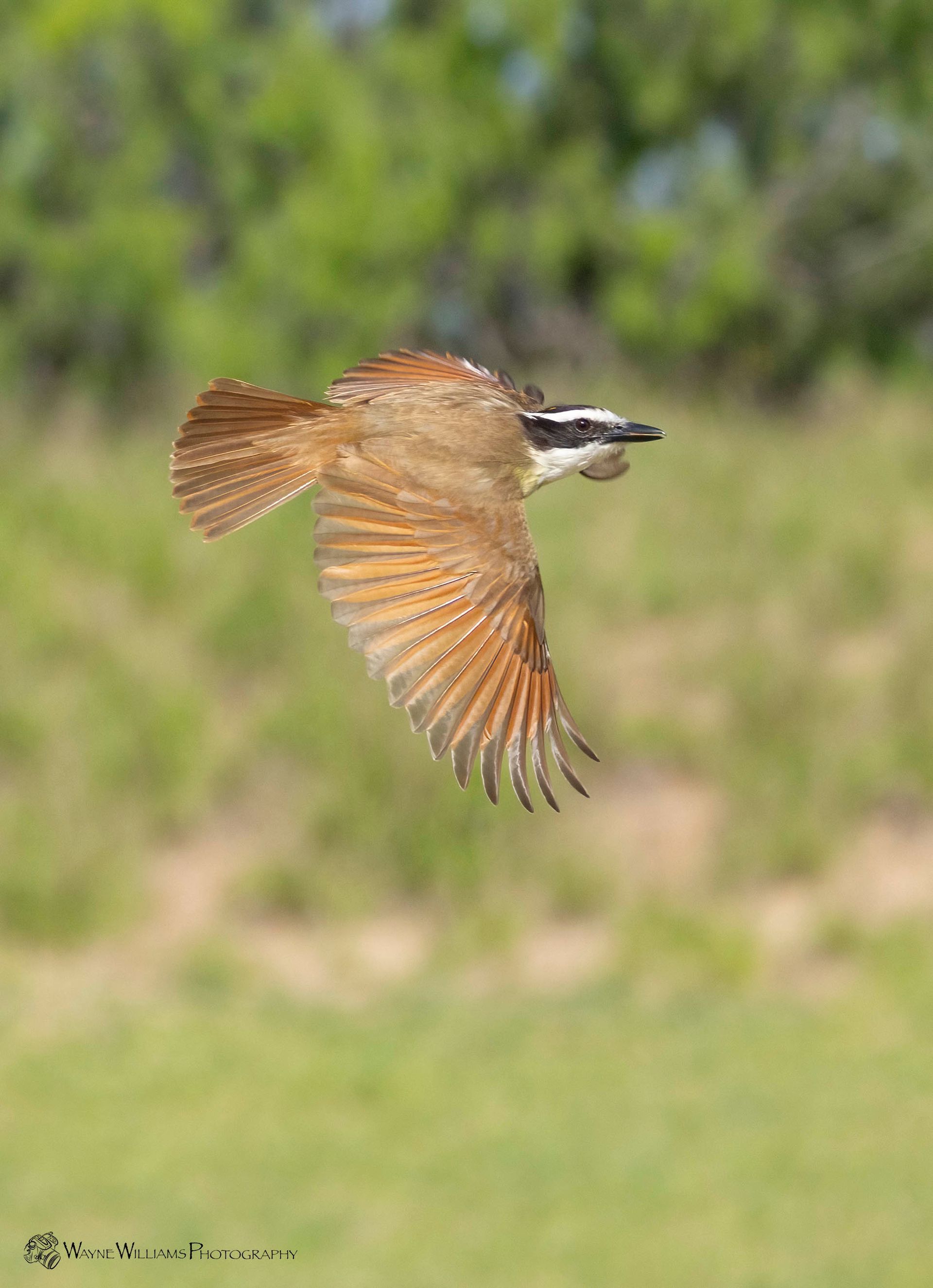 A small bird is flying over a grassy field.