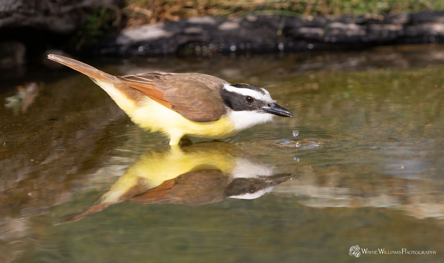 A small bird is drinking water from a pond.