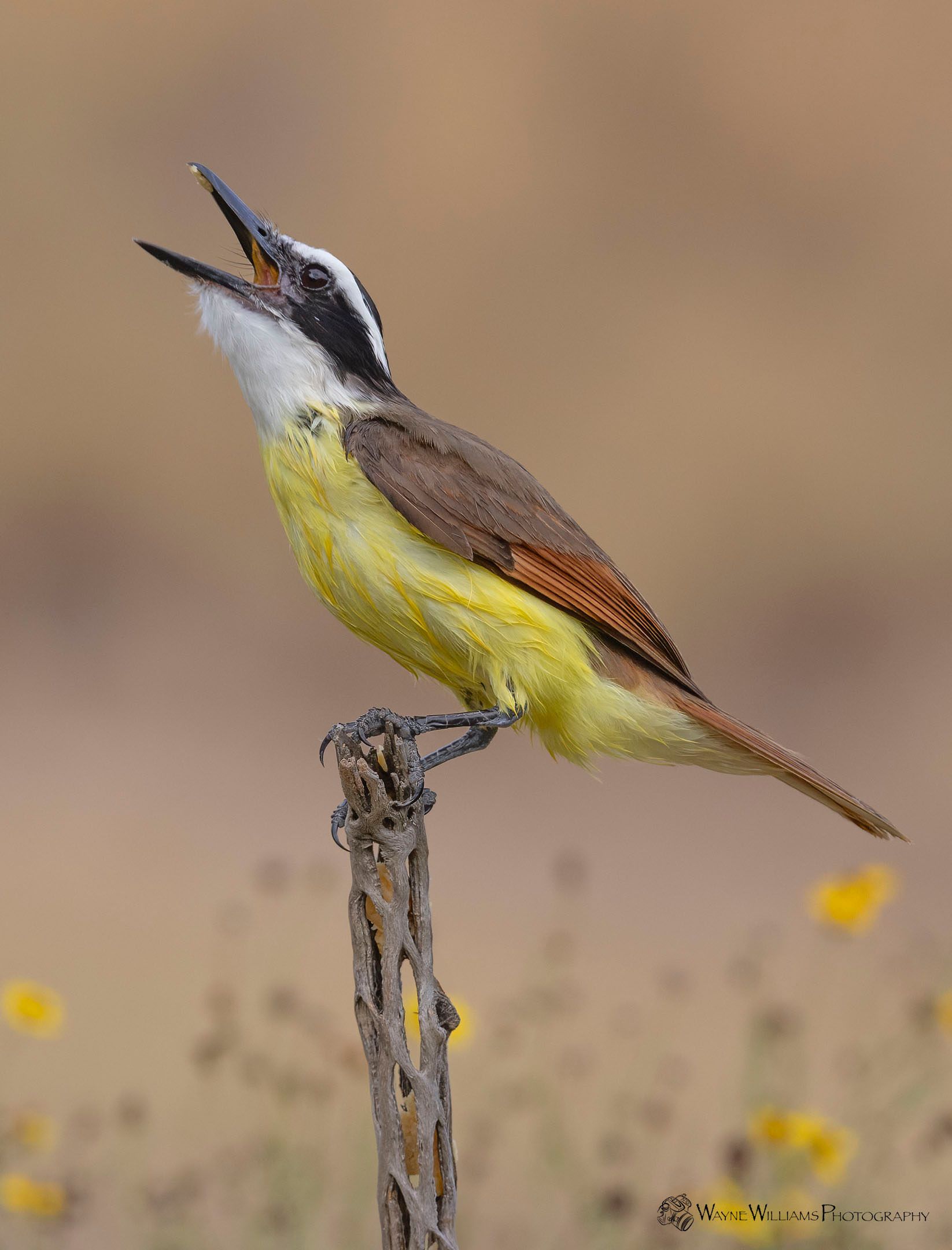 A small bird perched on a branch with its beak open.