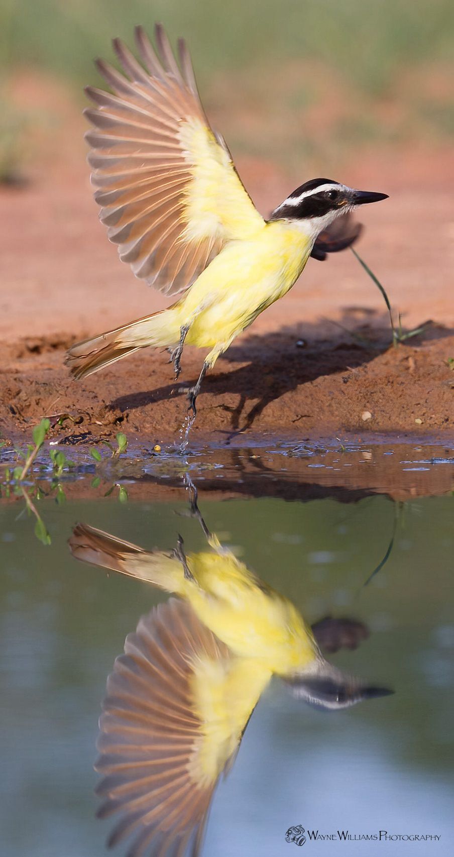 A yellow bird is standing next to a body of water.