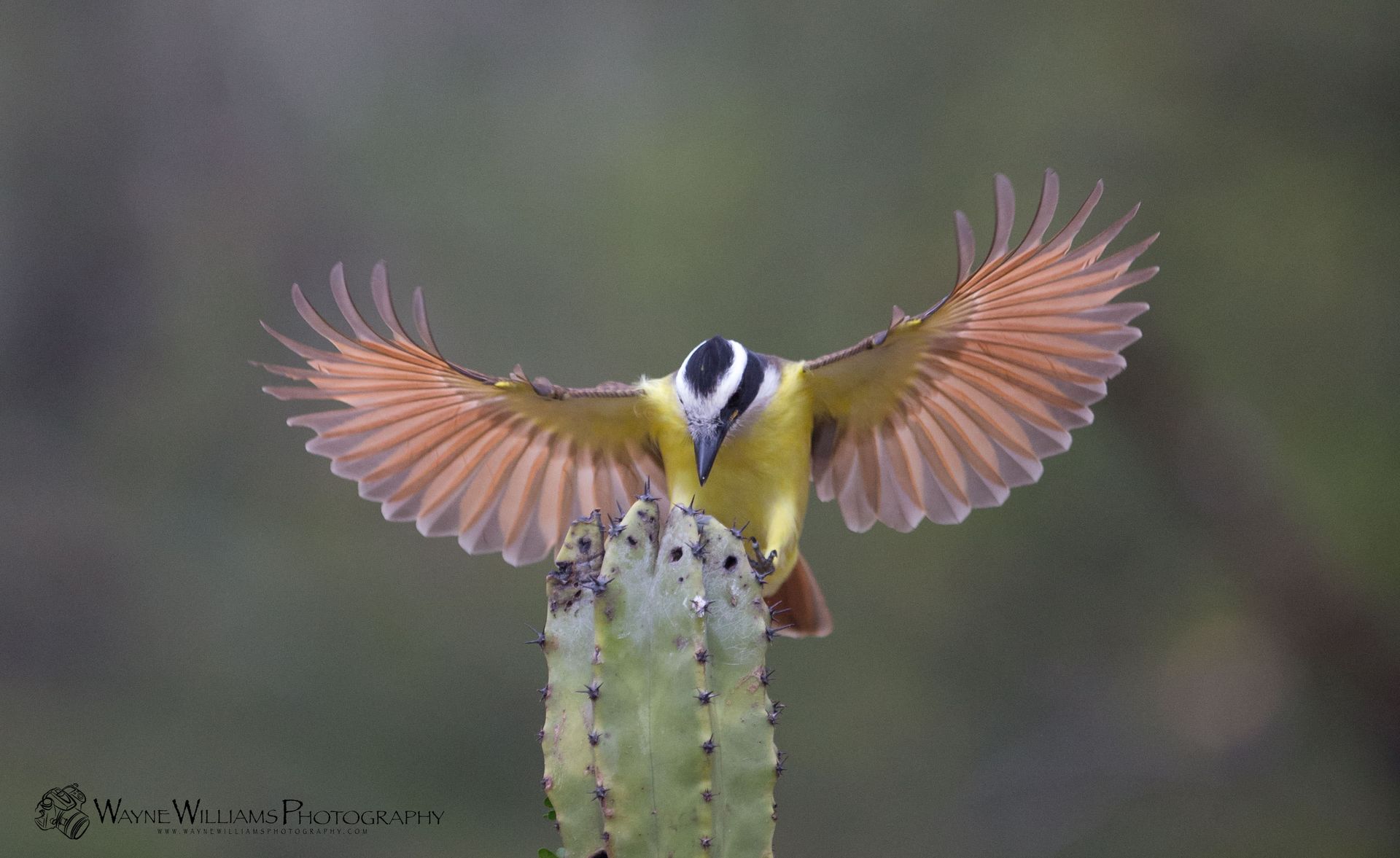 A bird is sitting on top of a cactus with its wings spread.