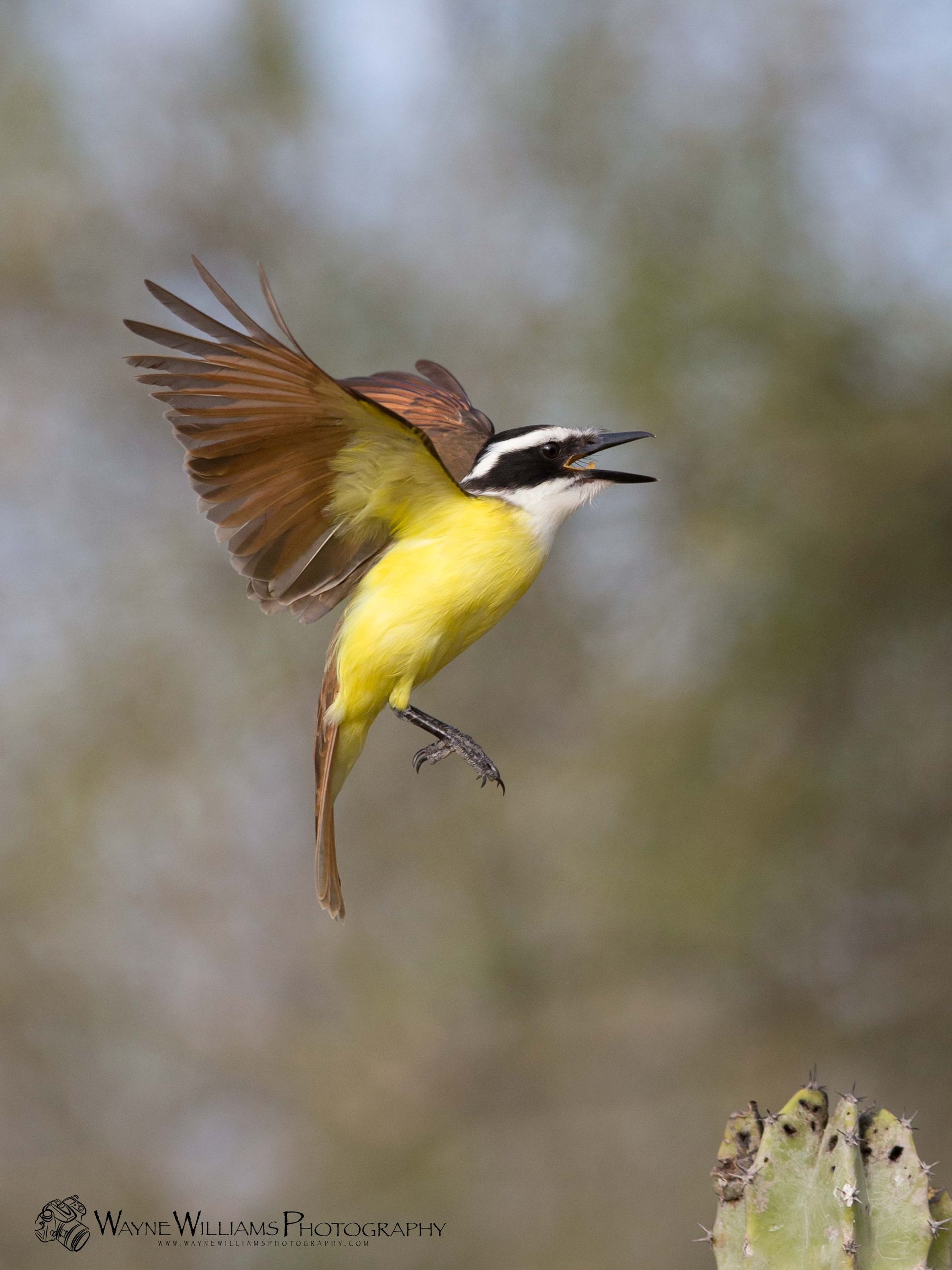 A yellow and brown bird is flying over a cactus.