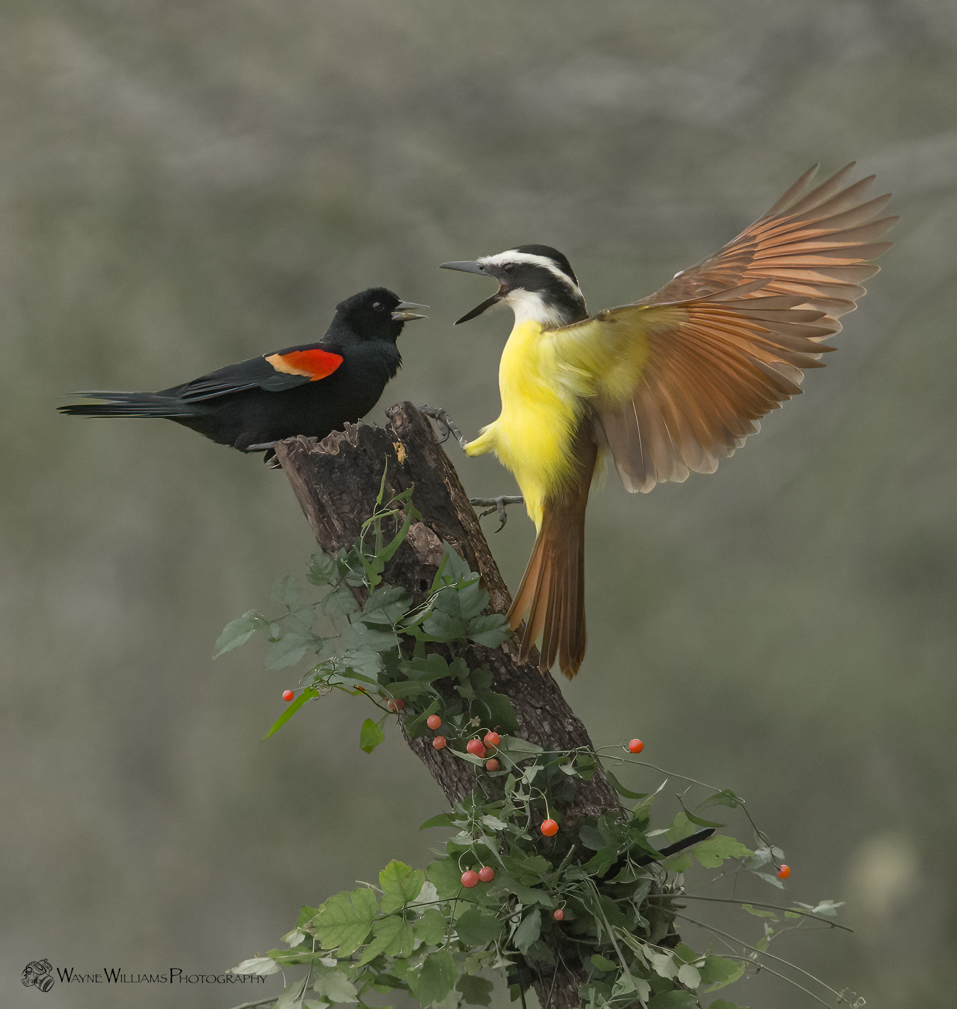 A black bird and a yellow bird are perched on a tree branch