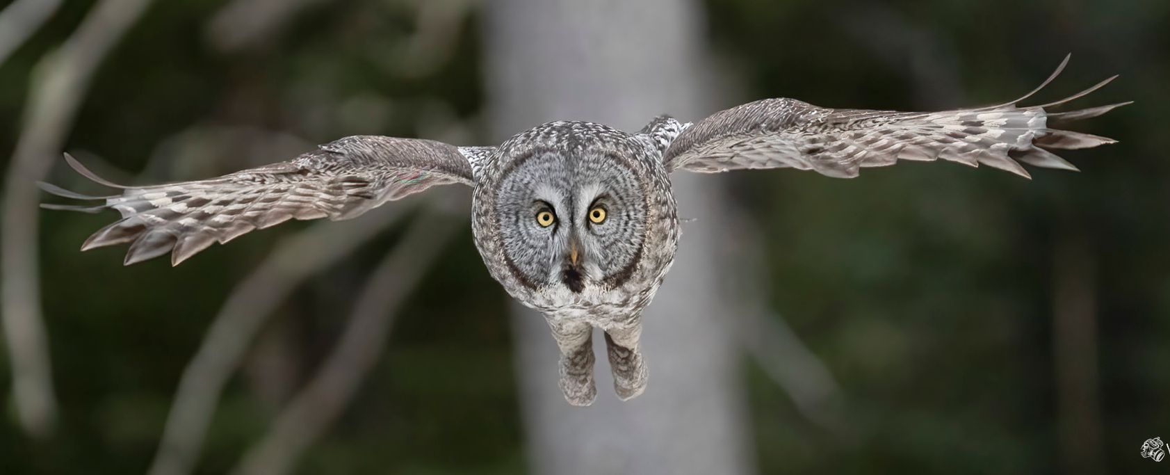 An owl is flying through the air with its wings spread.