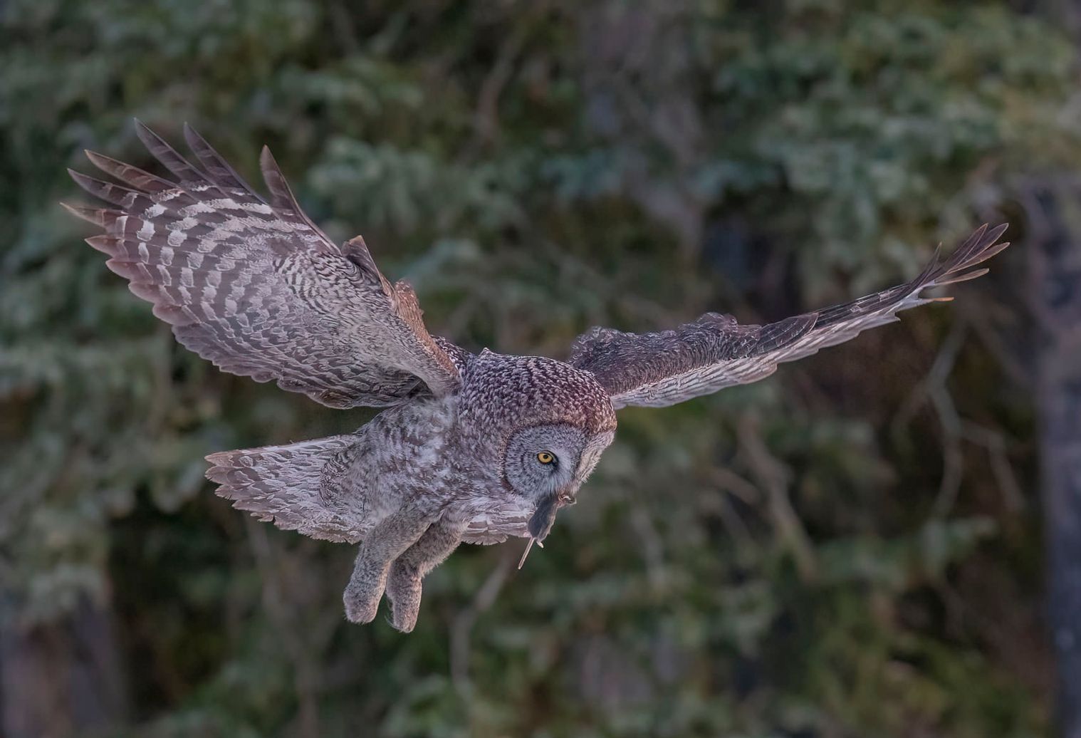 An owl is flying through the air with its wings spread.