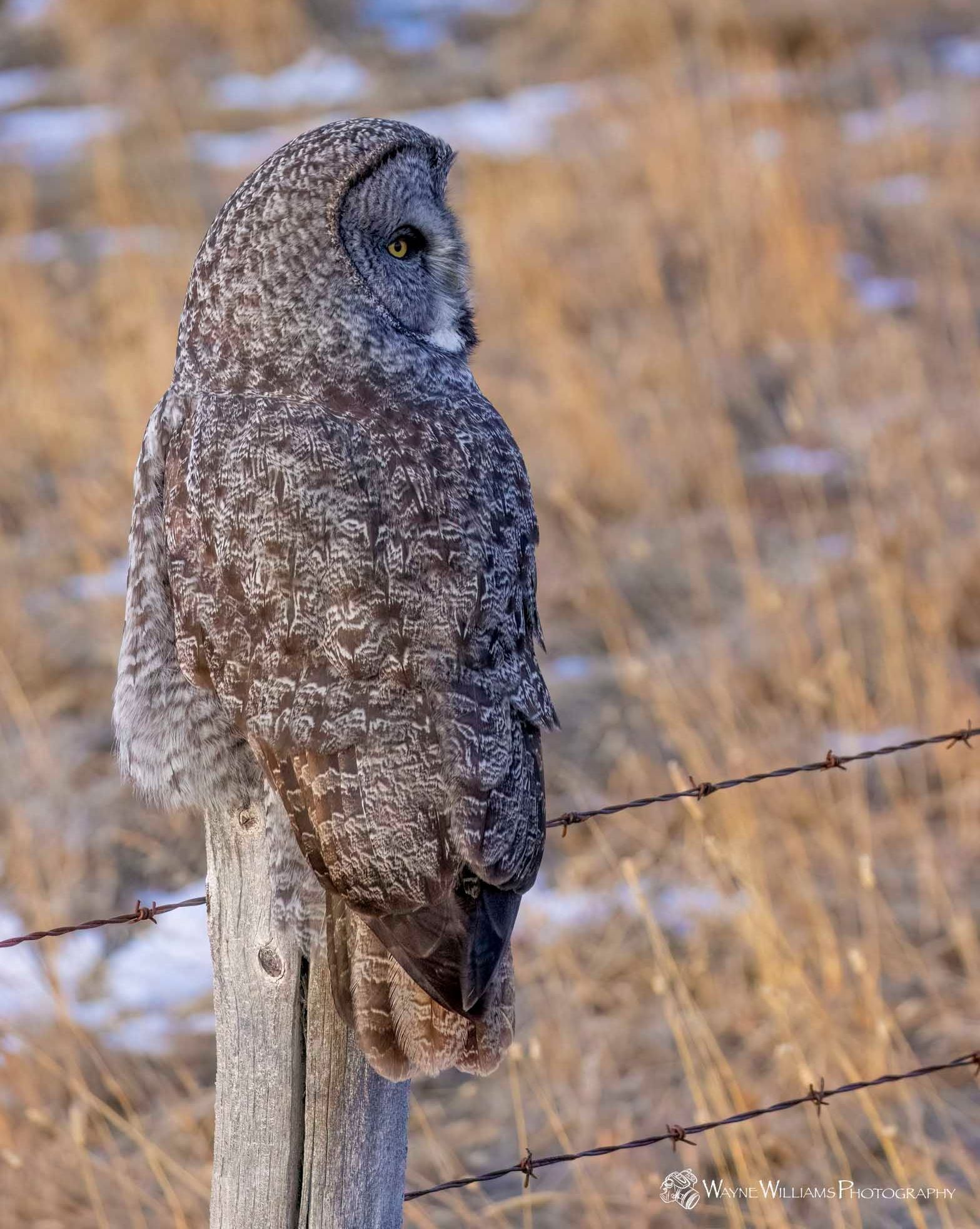 A great grey owl perched on a wooden post next to a barbed wire fence.