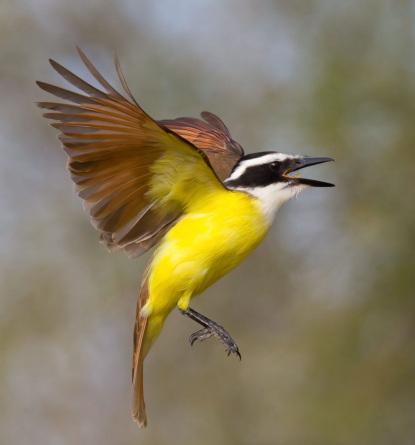 A bald eagle is flying in the sky with a fish in its beak