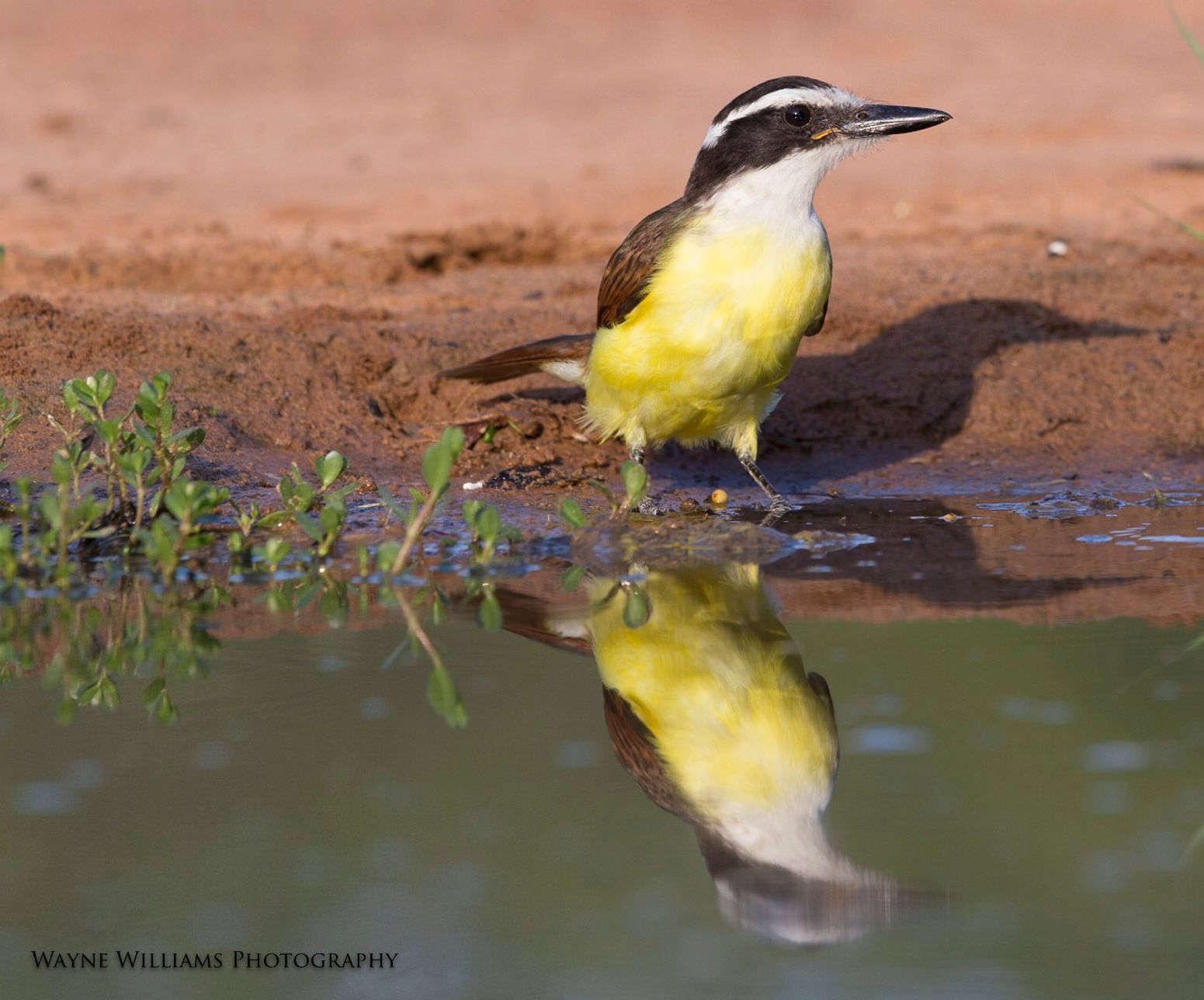 A yellow and black bird is standing in a puddle of water.