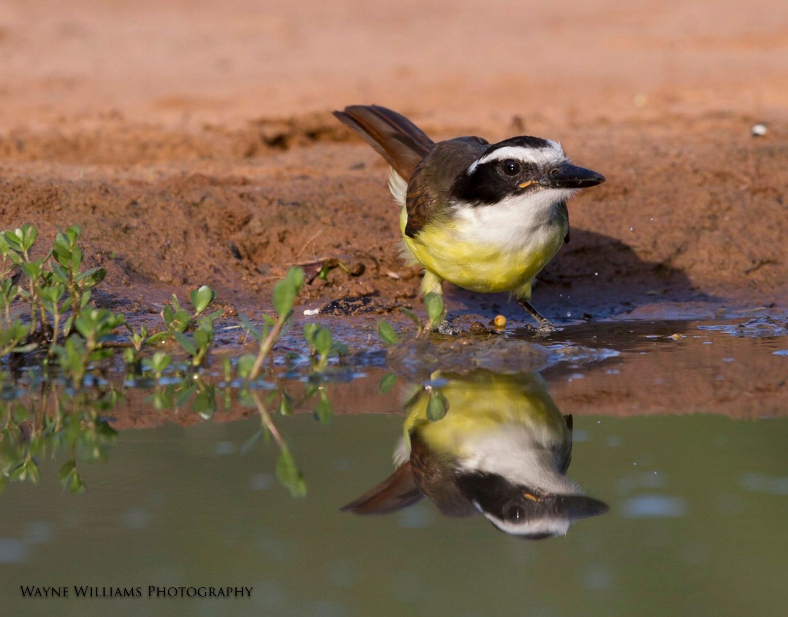 A small bird is drinking water from a puddle.
