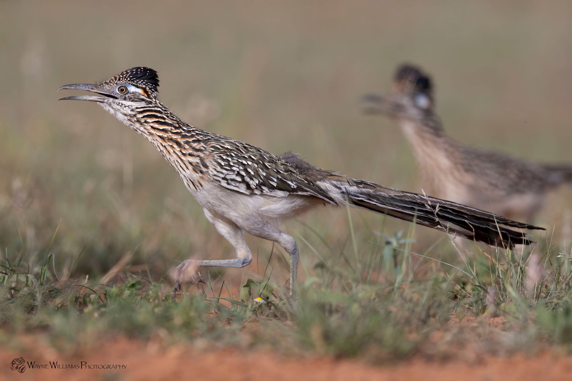 A couple of birds are running in the grass.