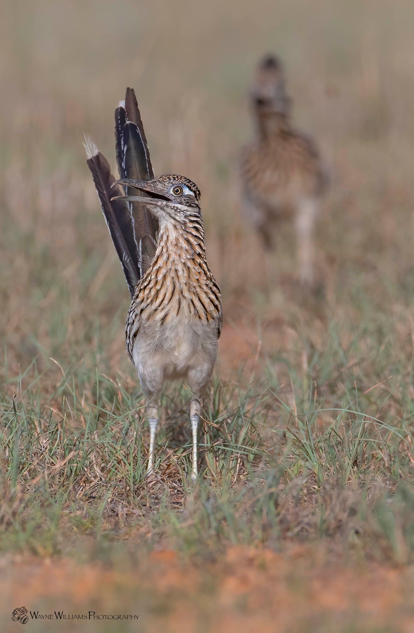 A bird is standing in the grass with its wings outstretched.