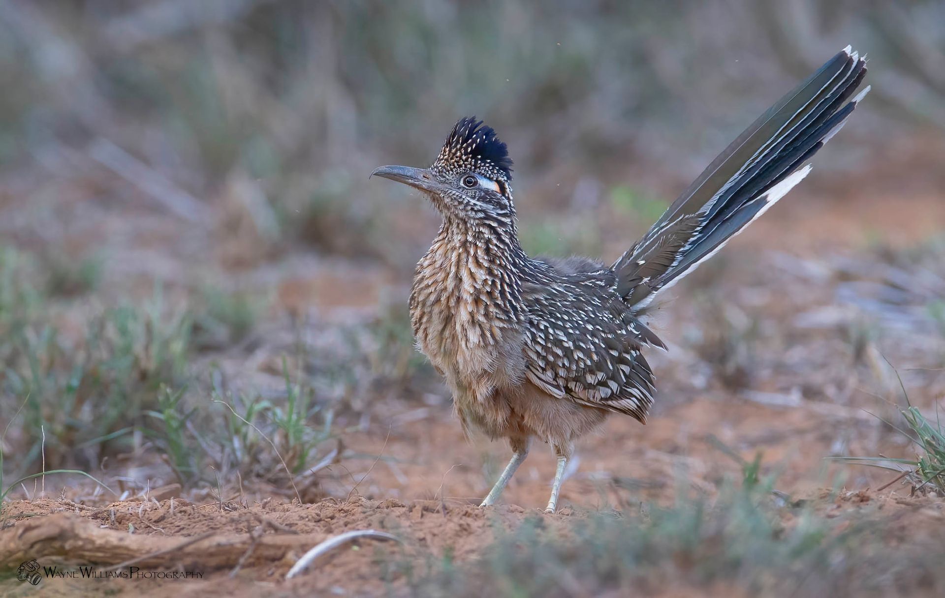 A bird with a long tail is standing on the ground.