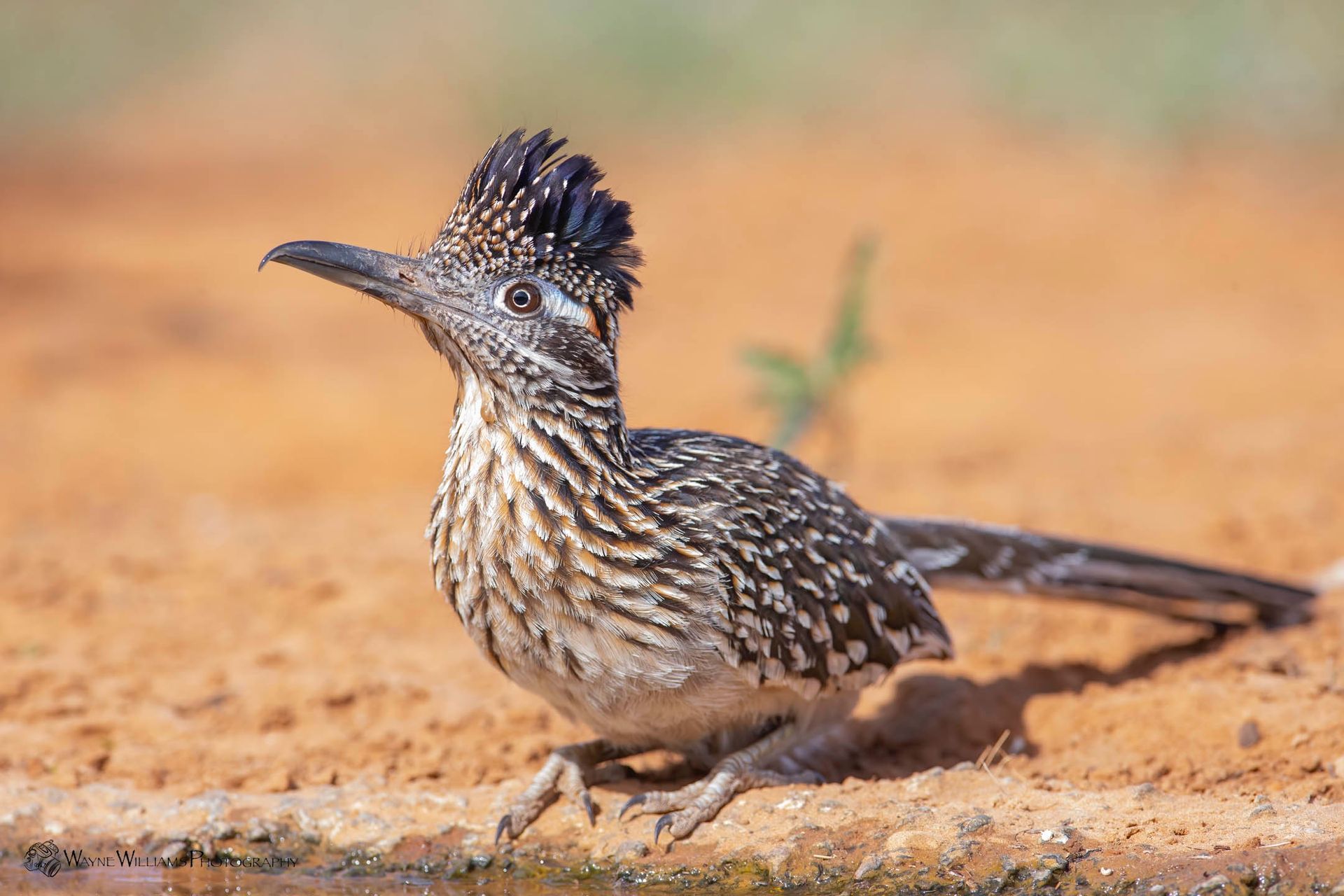 A small bird with a long tail is standing on the ground.