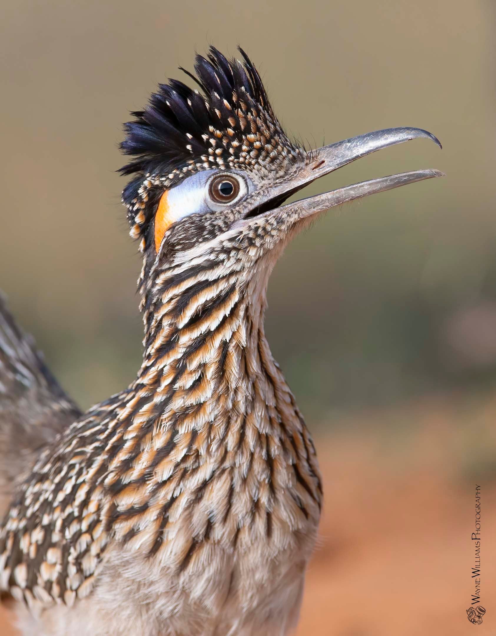 A close up of a bird with a long beak
