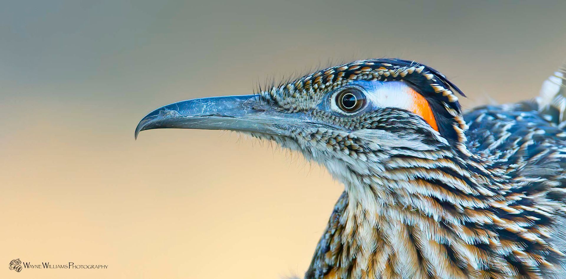 A close up of a bird 's head with a long beak.
