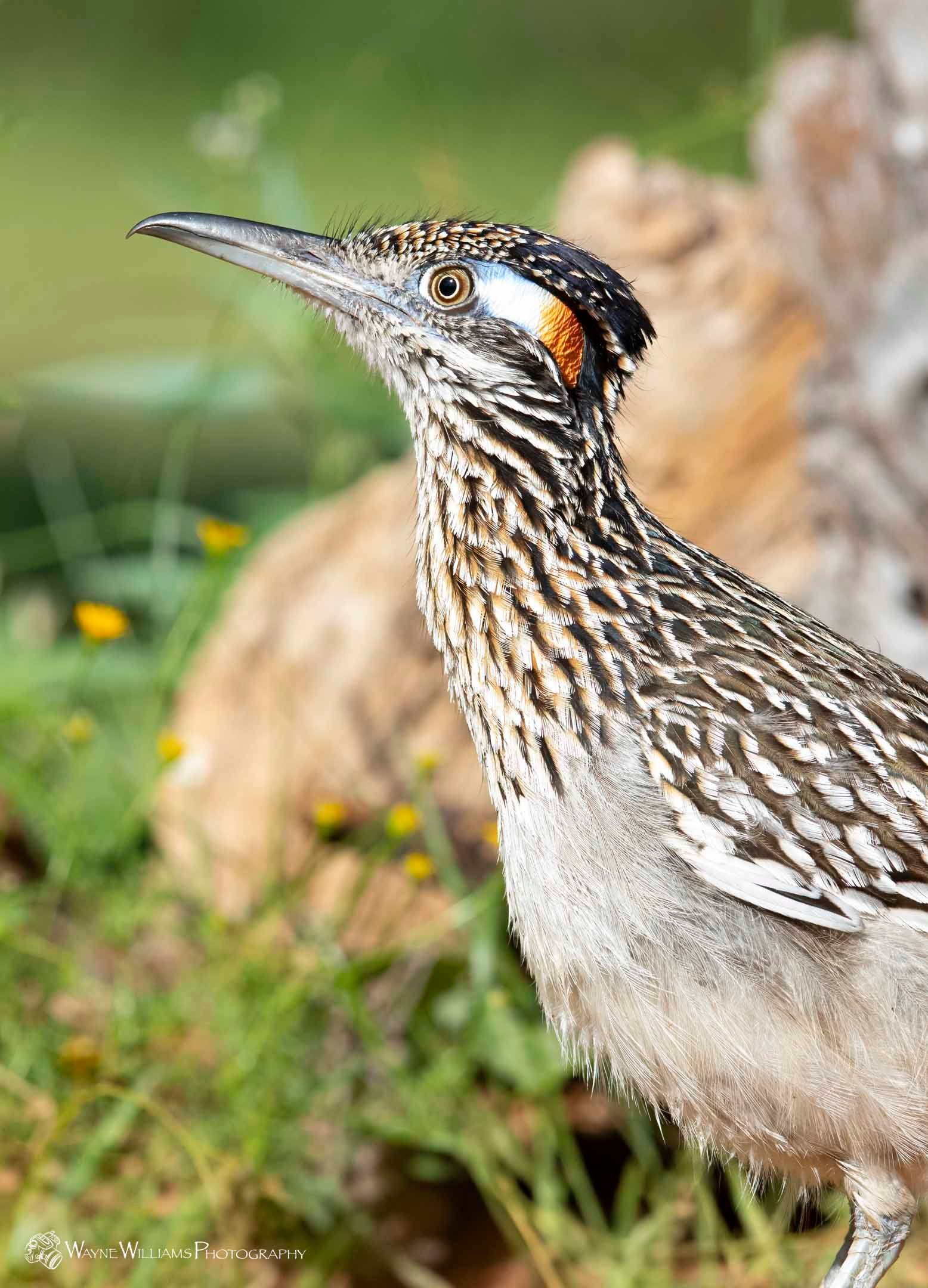 A bird with a long beak is standing in the grass.
