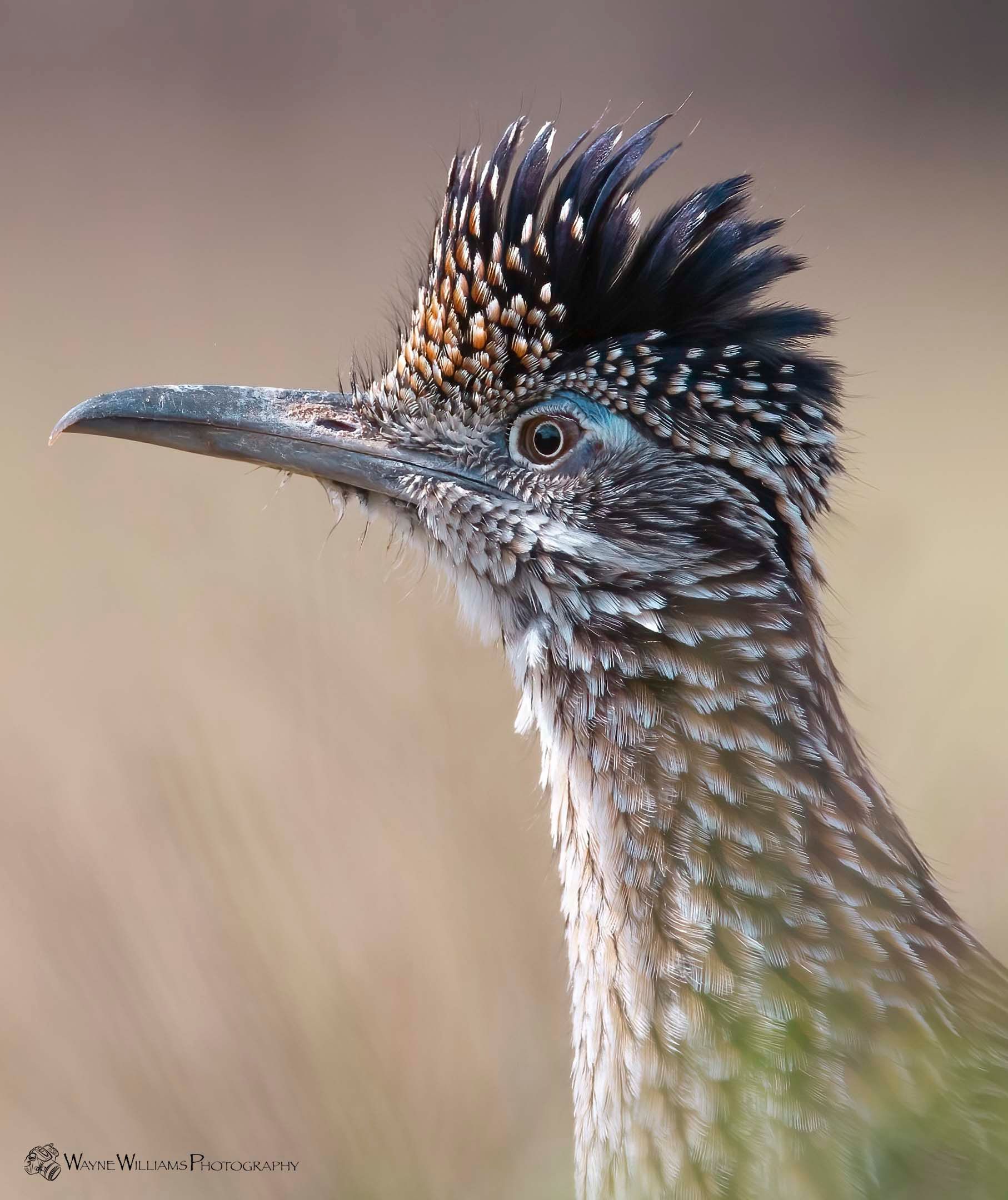 A close up of a bird 's head with a feathered crest.