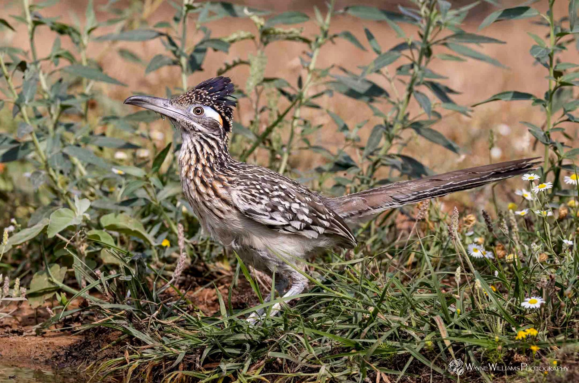 A bird with a long beak is standing in the grass.