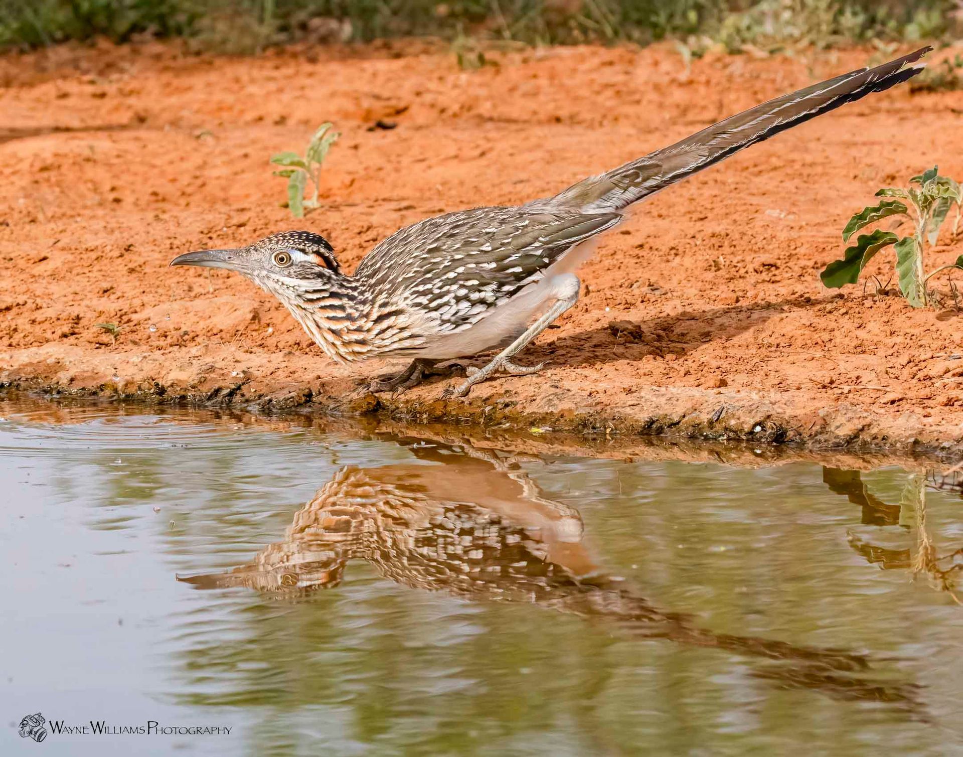 A bird is drinking water from a pond and its reflection is in the water.