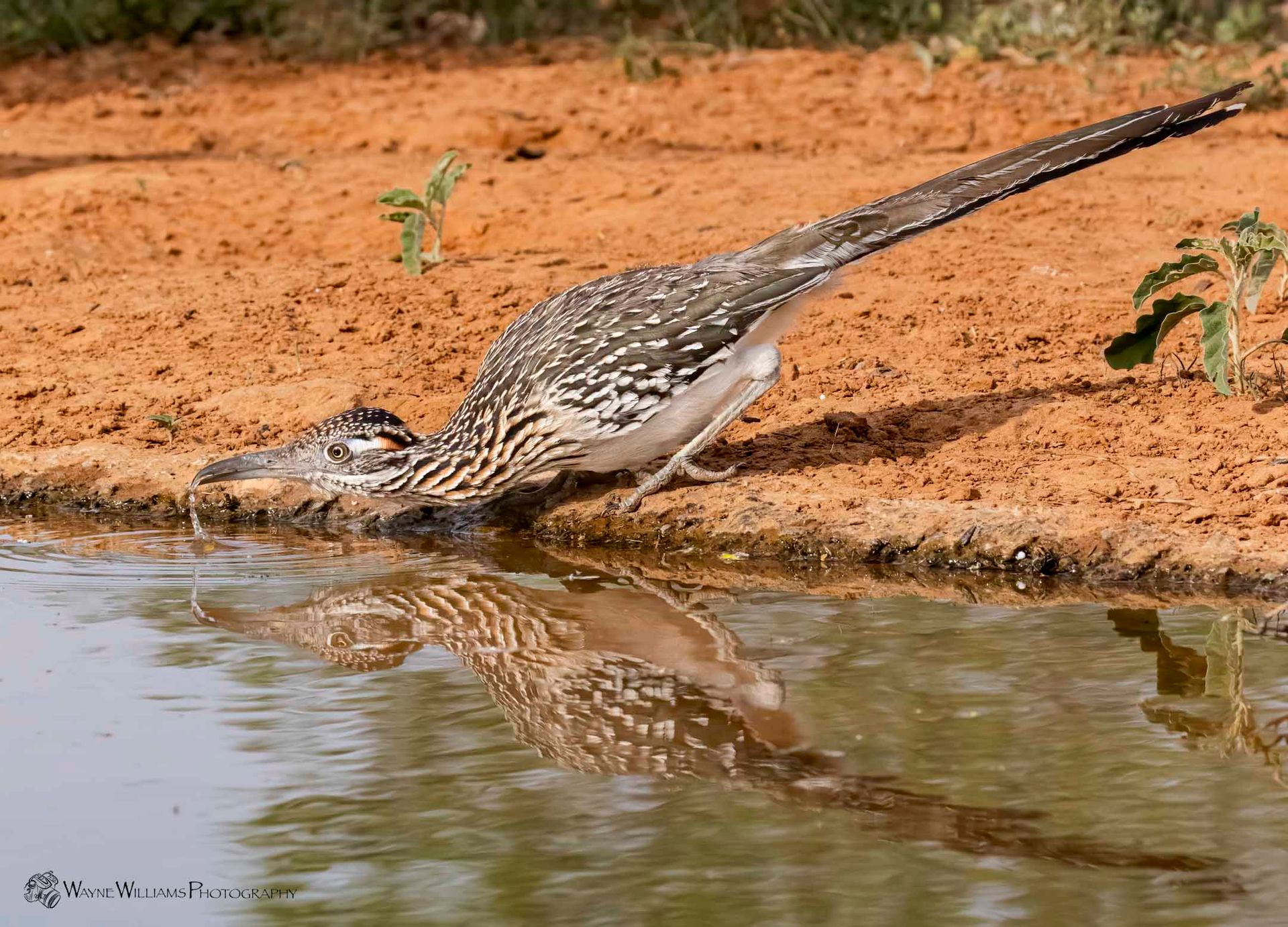 A bird is drinking water from a pond.