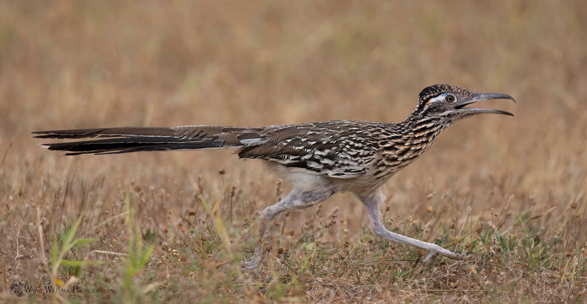 A bird with a long tail is running through a field.