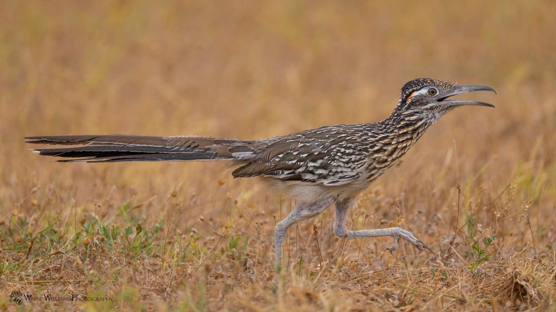 A bird with a long tail is running through a field.