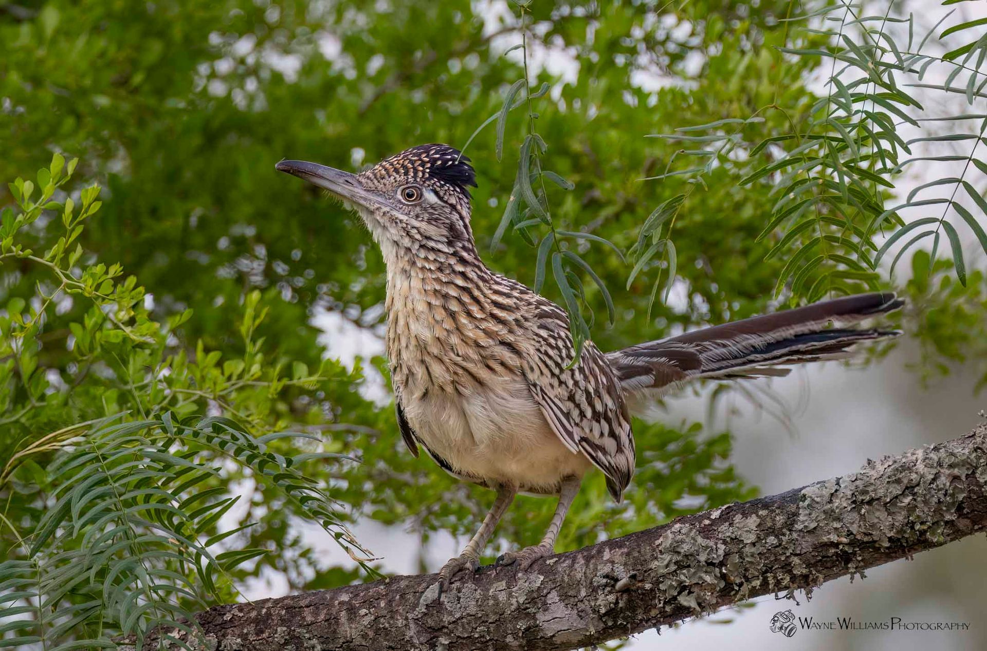 A bird is perched on a tree branch.